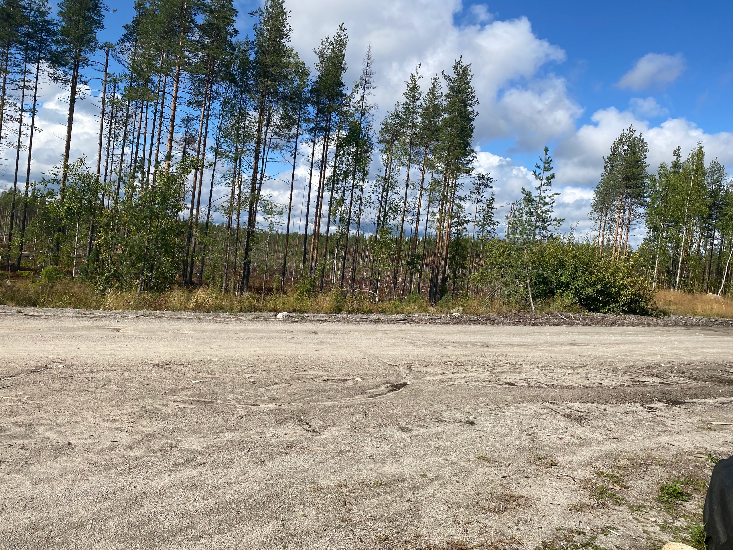 Жители Карелии поехали в лес: «А леса-то нет!»