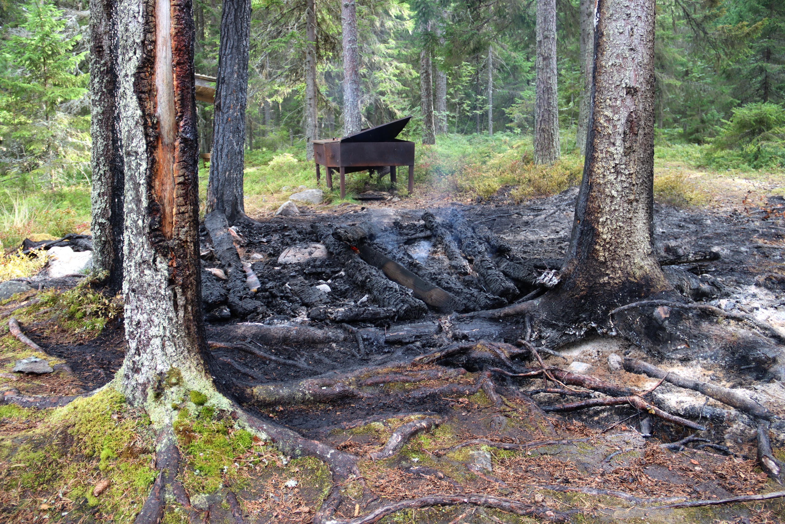 Безответственность отдыхающих привела к пожару на острове в Сортавальском округе