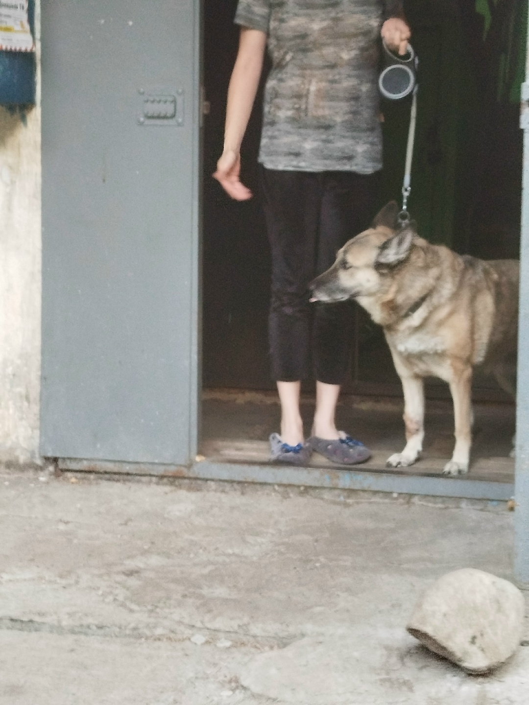 Собака крупной породы покусала жительницу Петрозаводска