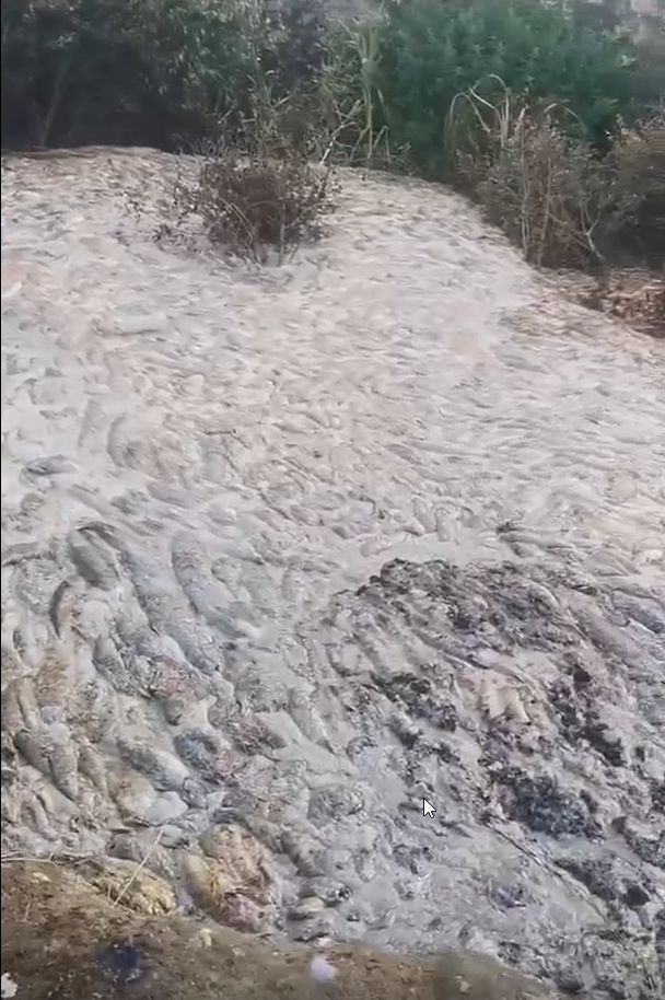 Запах протухшей в Приладожье форели дошел до Москвы