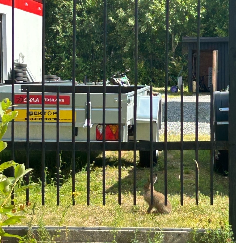 Упитанного зайца заметили рядом с поликлиникой в Карелии