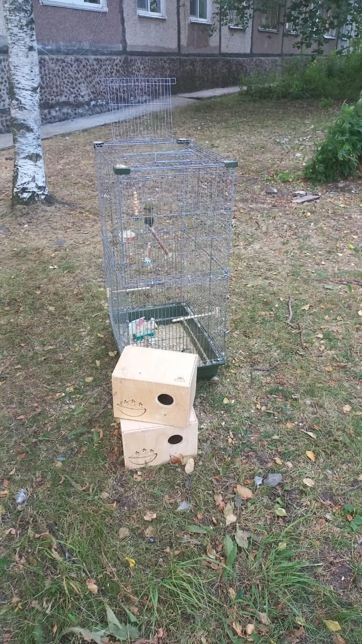 Попугая выкинули на улицу в Петрозаводске