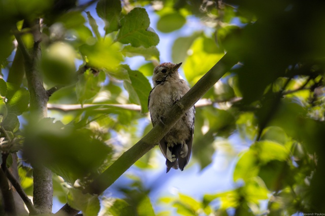 Шансов на тепло немного: жители Карелии поймают остатки лета в ближайшие дни