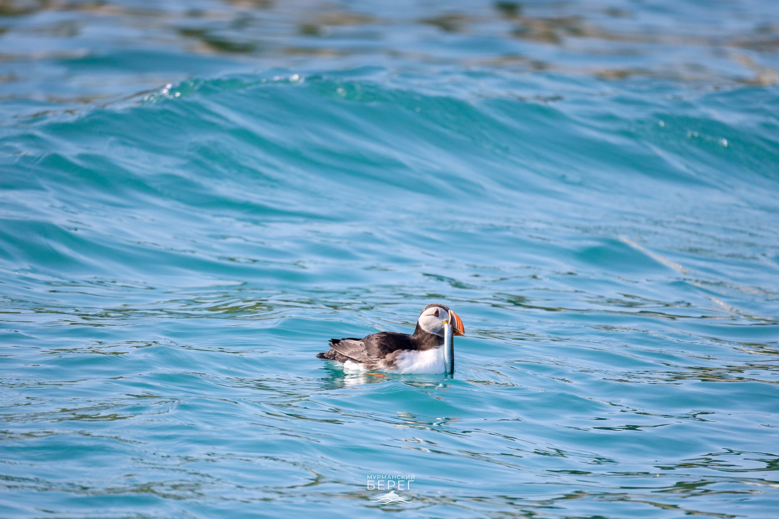 «Манит искупаться»: в сети описали живописный берег у Териберки