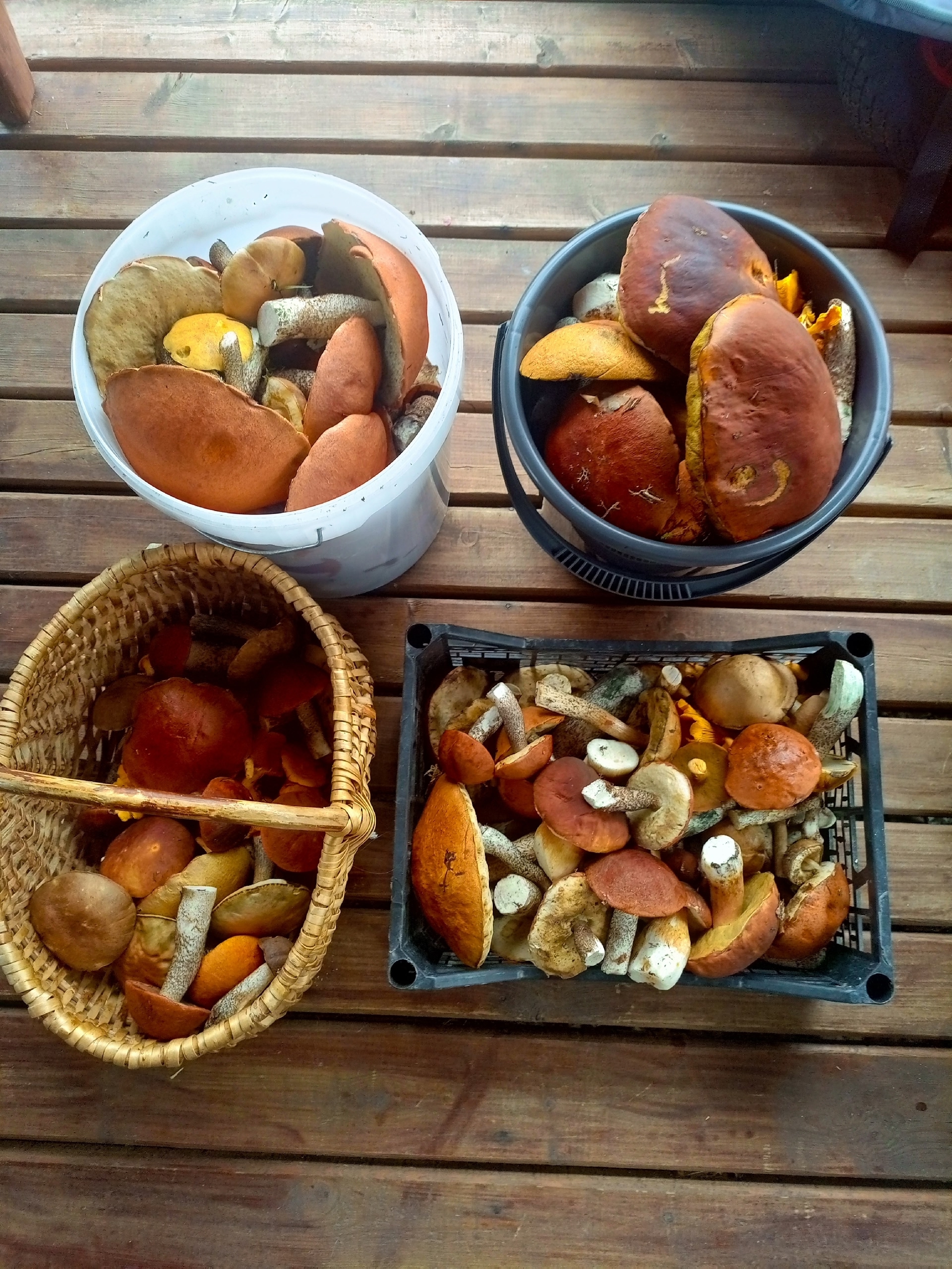 Грибной и ягодный сезоны идут в Карелии