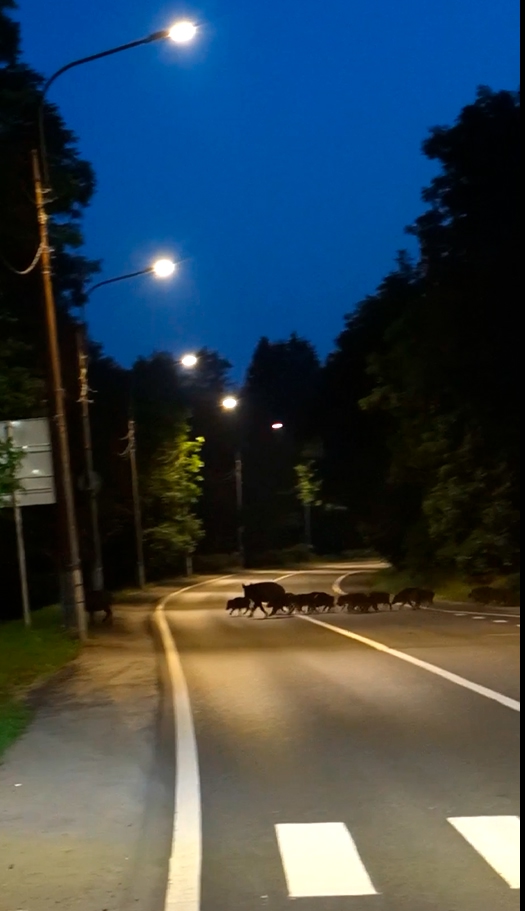 Очень умны: в Петербурге стадо кабанов организованно перешло шоссе