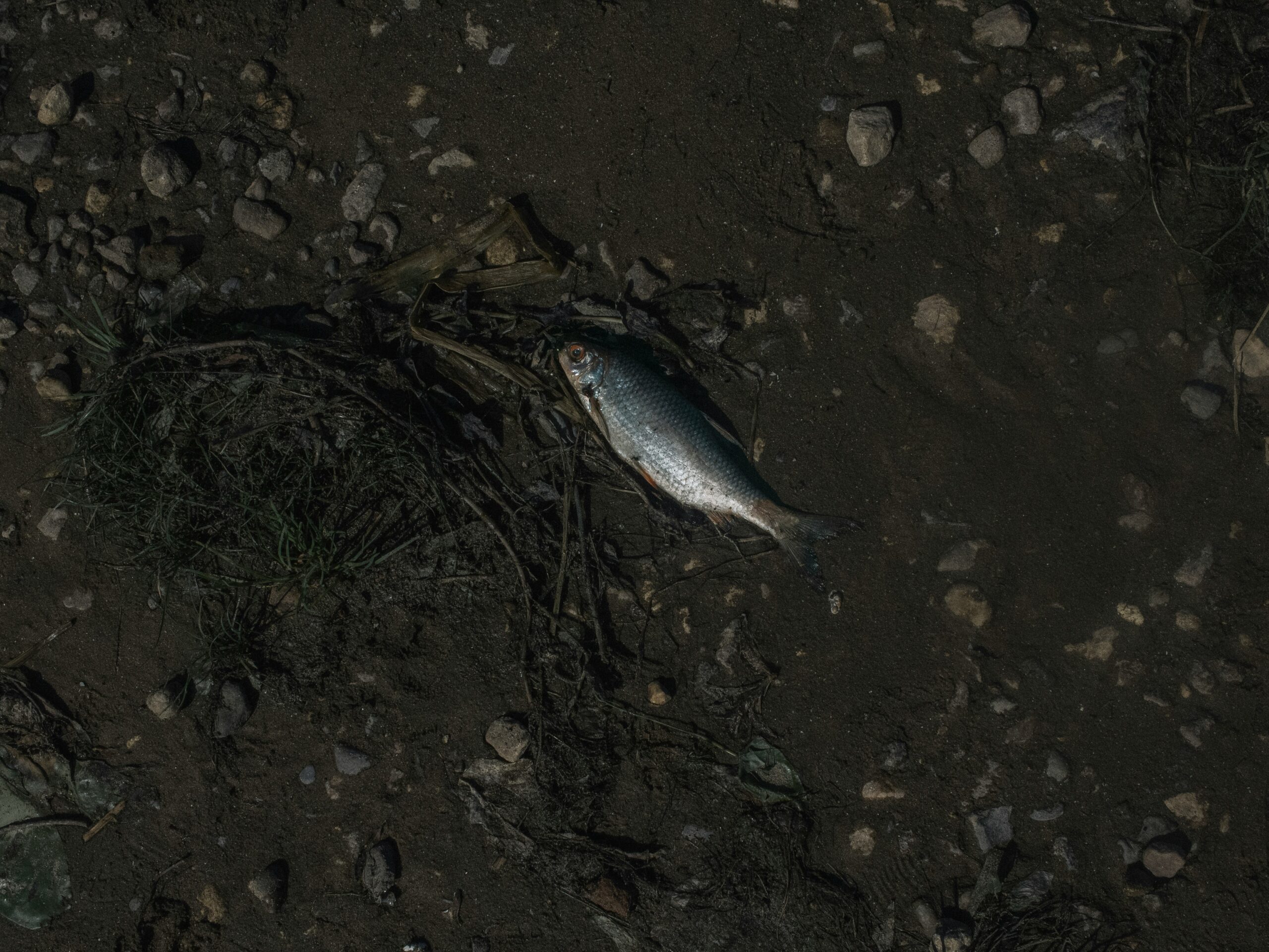 Свалка тухлой форели в навозохранилище: Россельхоз выявил нарушения в Карелии