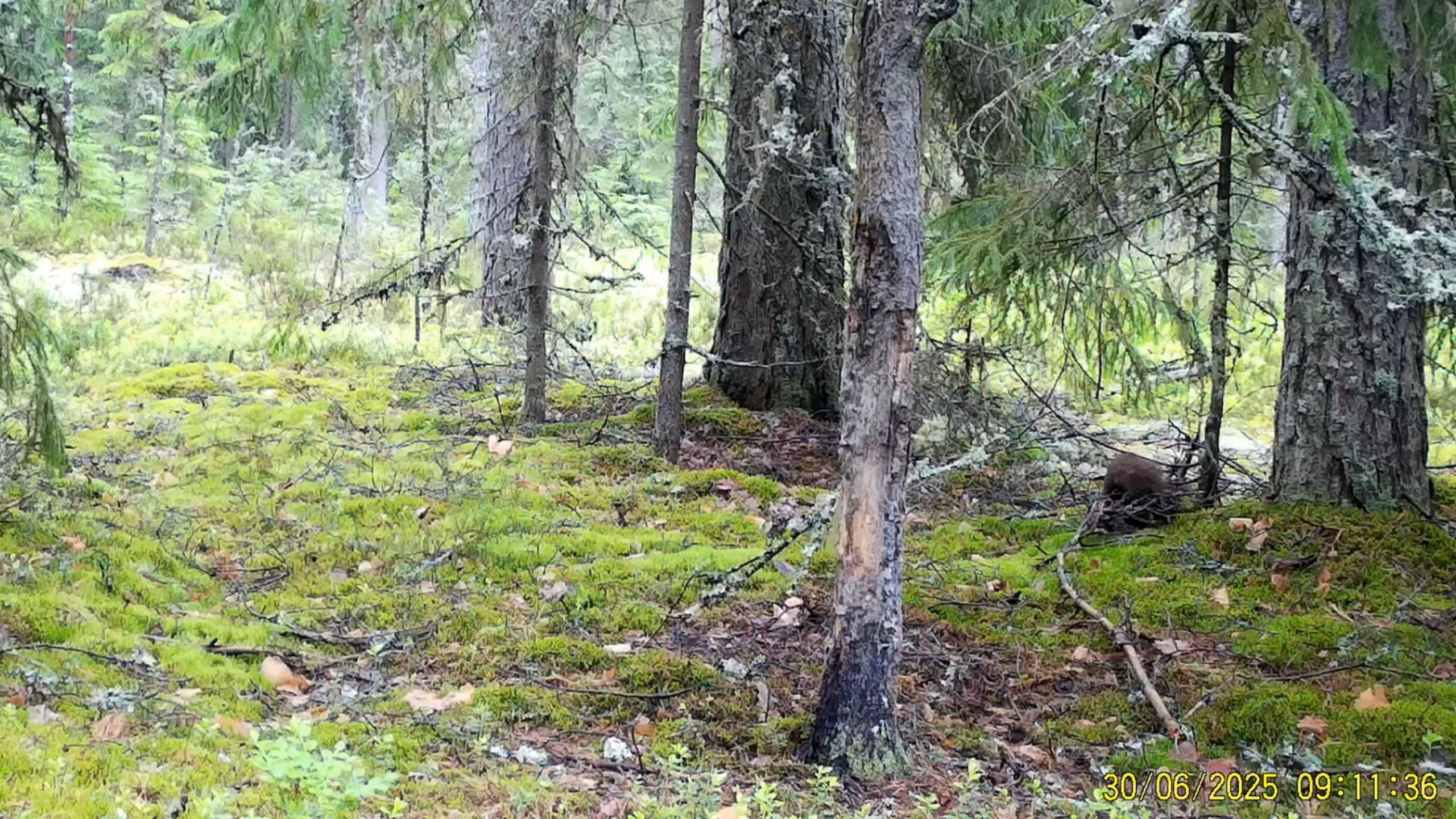 Фотоловушки заповедника сняли куницу за «заначкой»