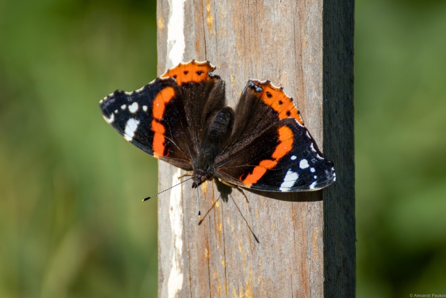 Погода на сентябрь: жителей Северо-Запада ожидает резкий погодный перелом