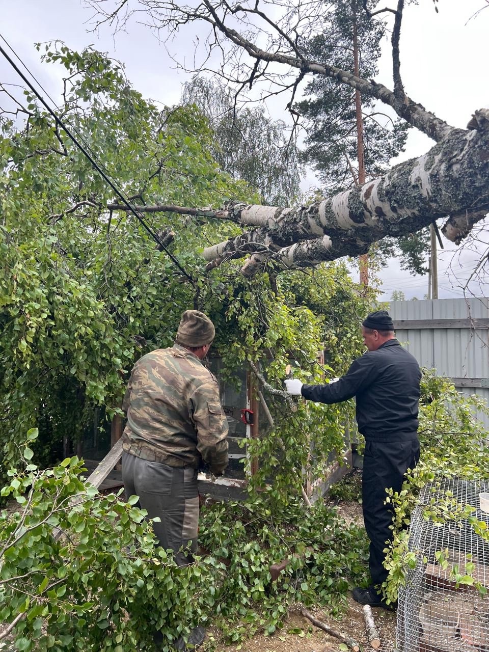Дерево рухнуло на провода в одном из дворов поселка на севере Карелии