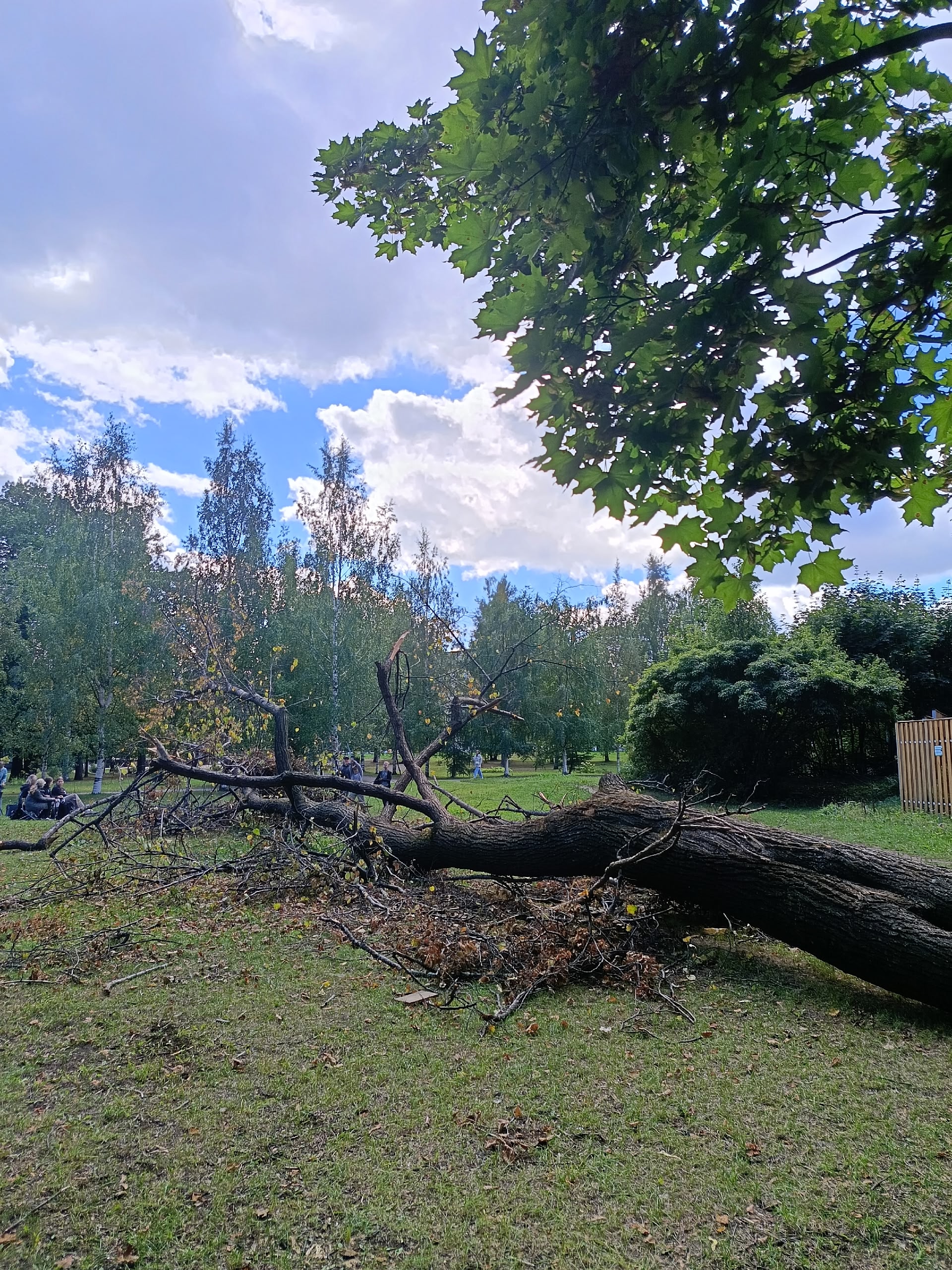 Огромное дерево рухнуло в Губернаторском саду Петрозаводска