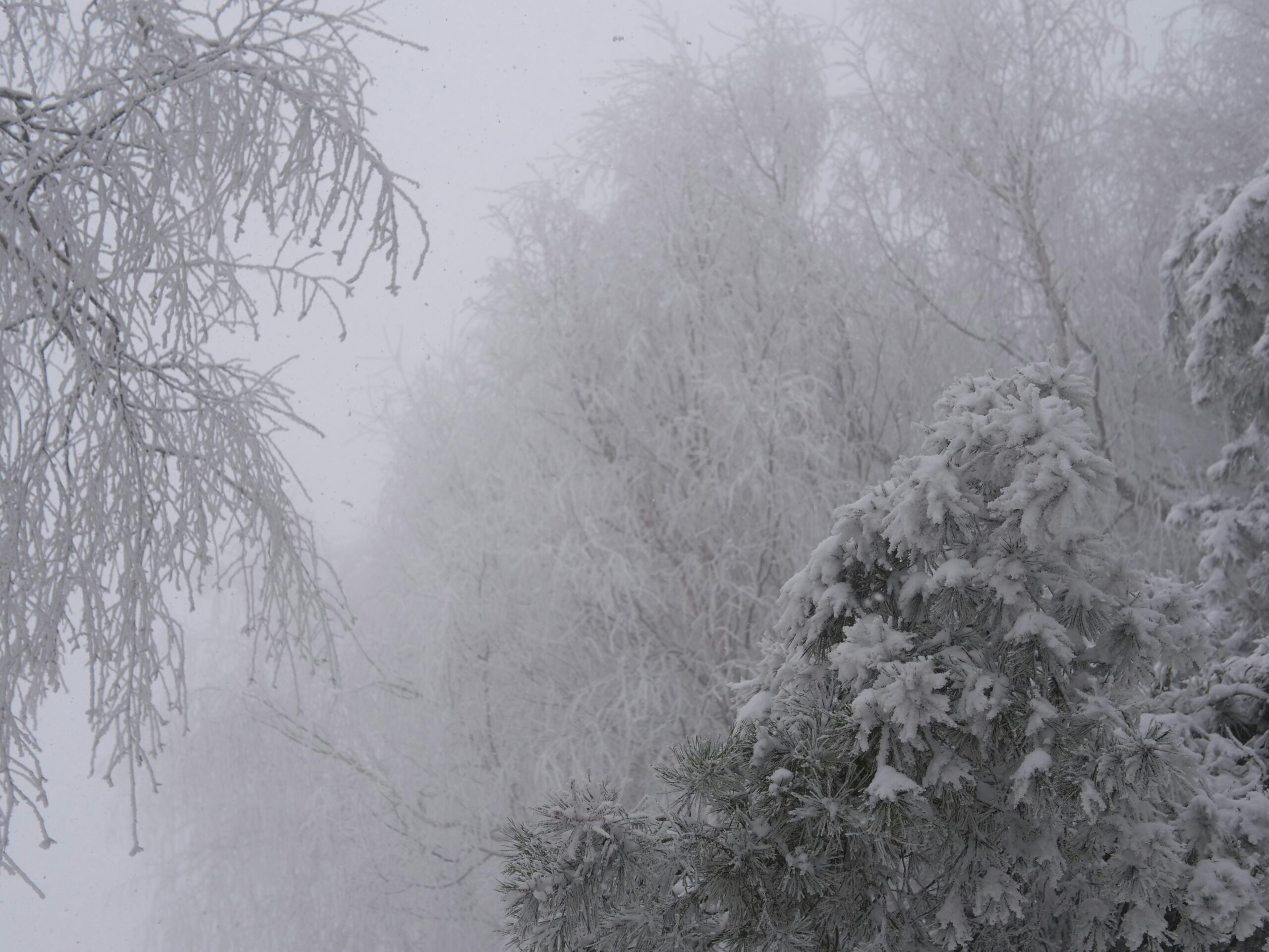 Впервые за век: Карелию может накрыть снег уже в сентябре