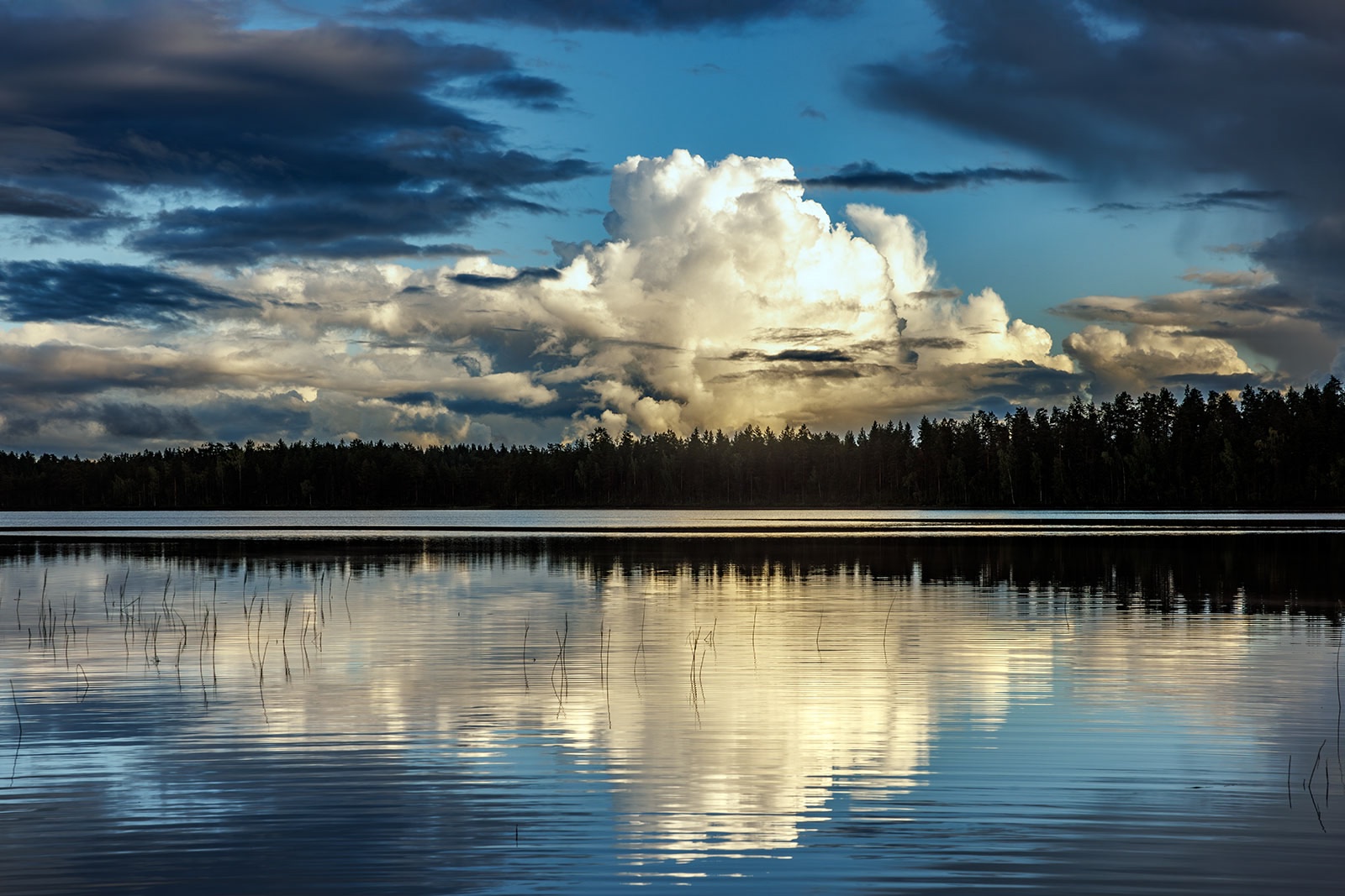 «Карелия и тишина»: известный фотограф поймал в кадр грусть северных лесов