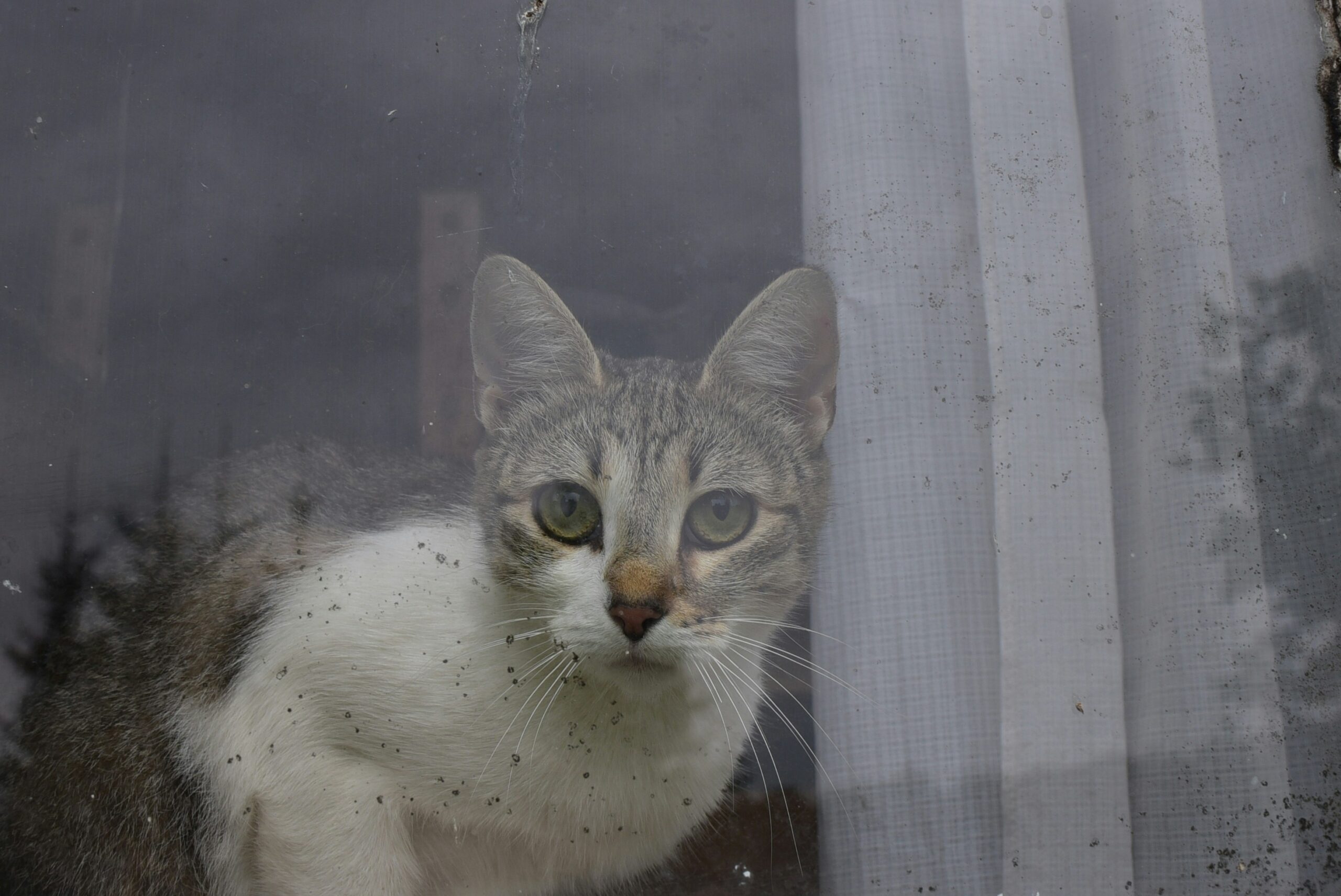 На севере Карелии мальчик бросал камни в окно с котом