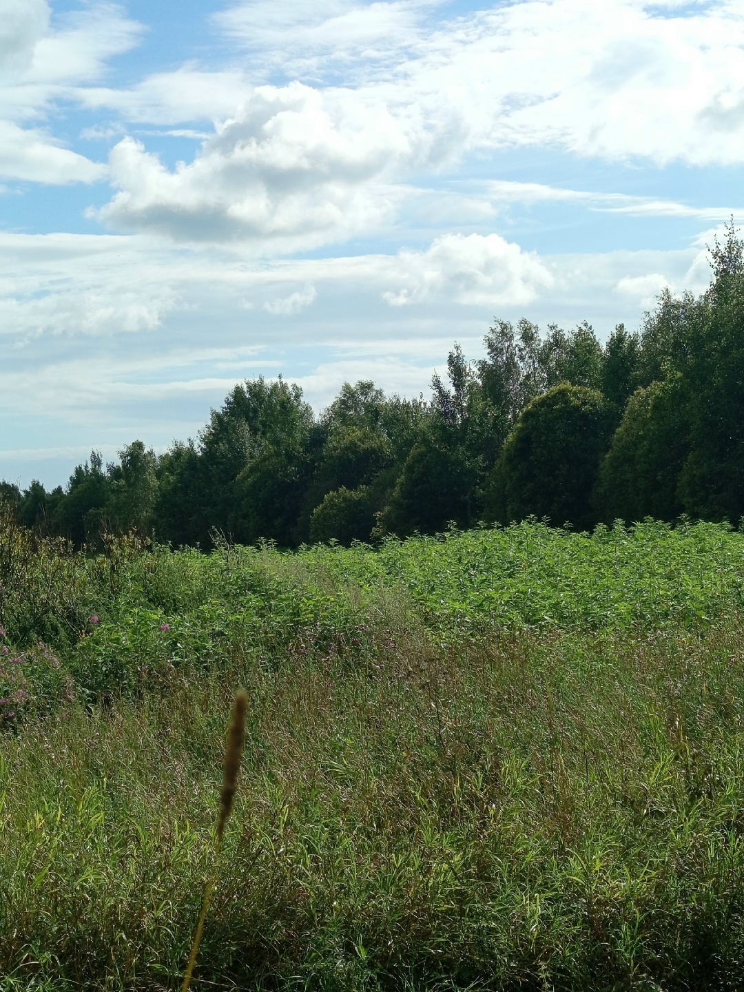 Бывший совхоз Олонецкий зарос травой и кустарниками