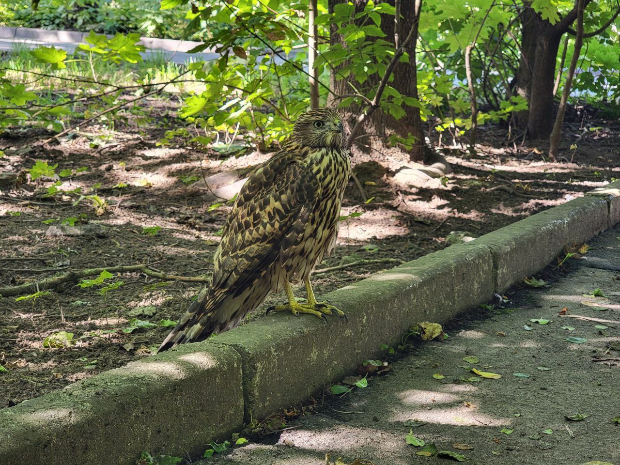 Молодой хищник обосновался прямо в мегаполисе