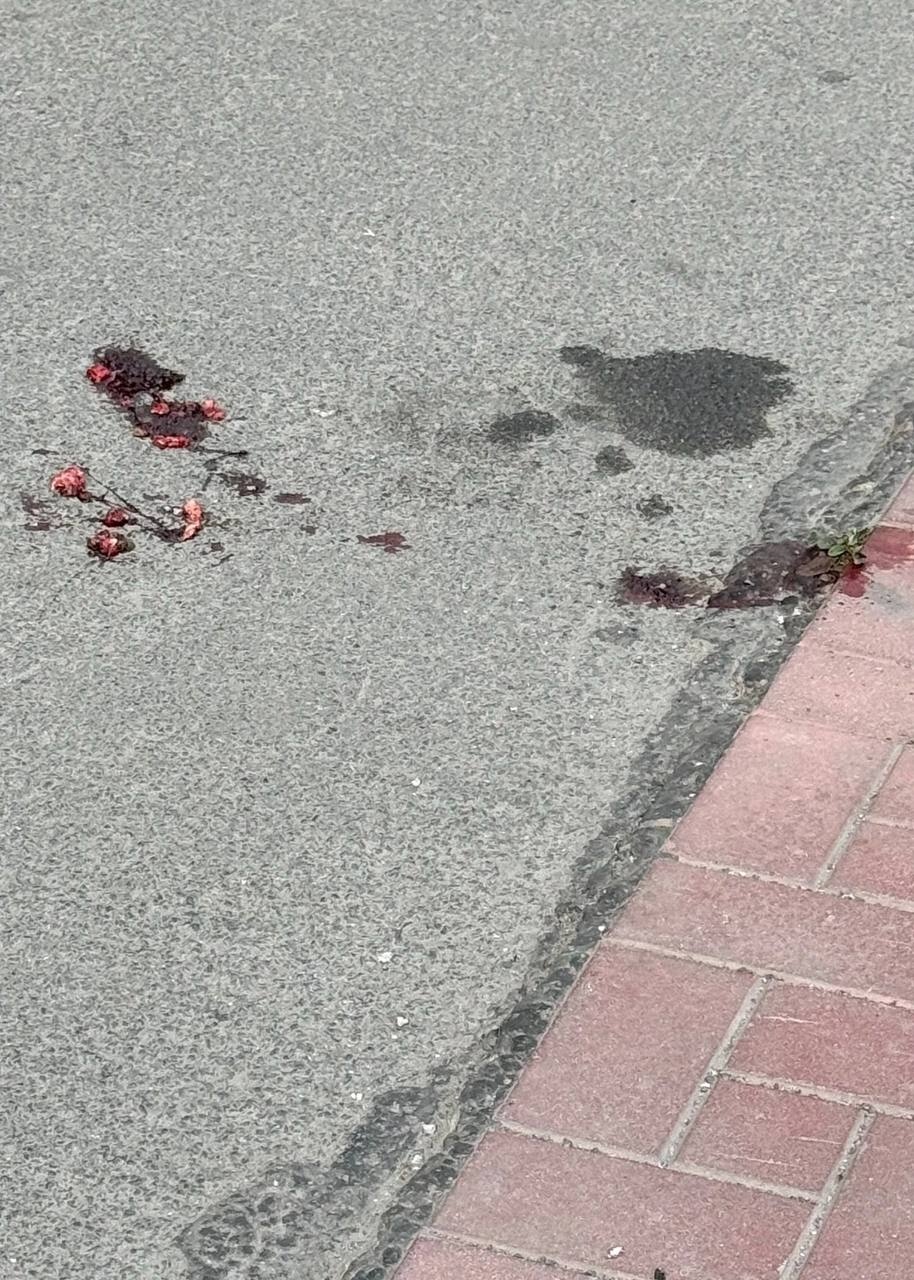 Полиция прокомментировала случай с выпавшей из окна собакой в Петрозаводске