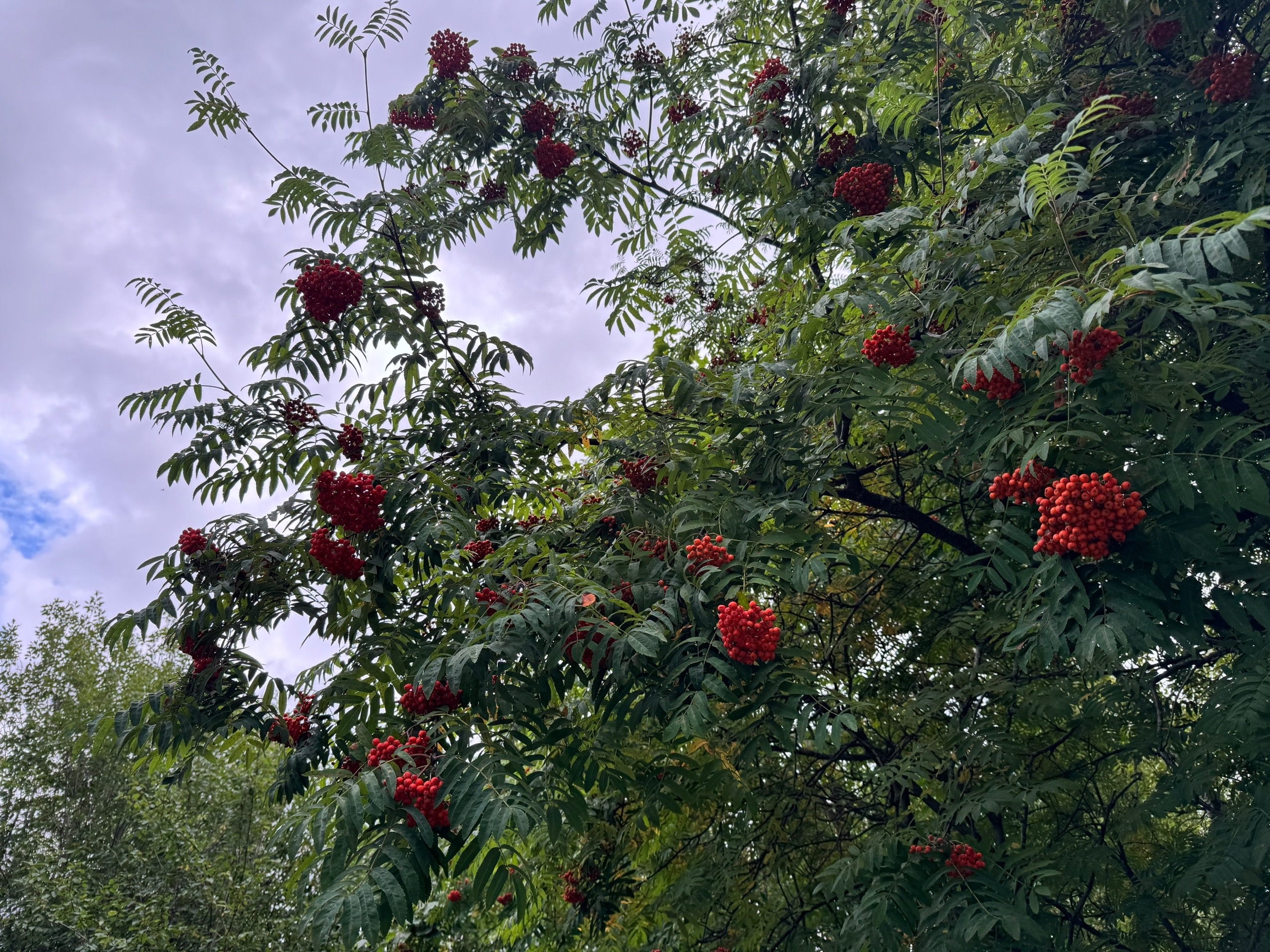 Синоптики рассказали о погоде в Карелии на среду