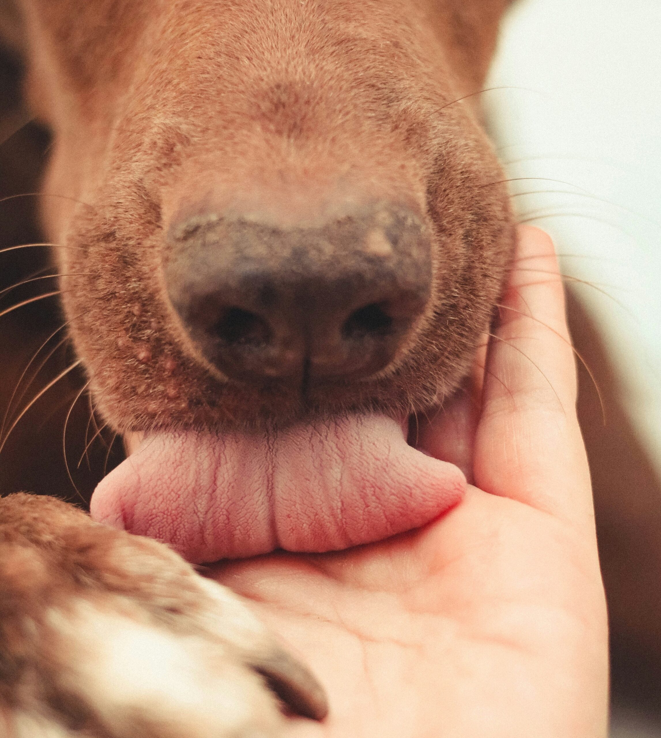 Женщина умерла от заражения после того, как собака облизала ее рану