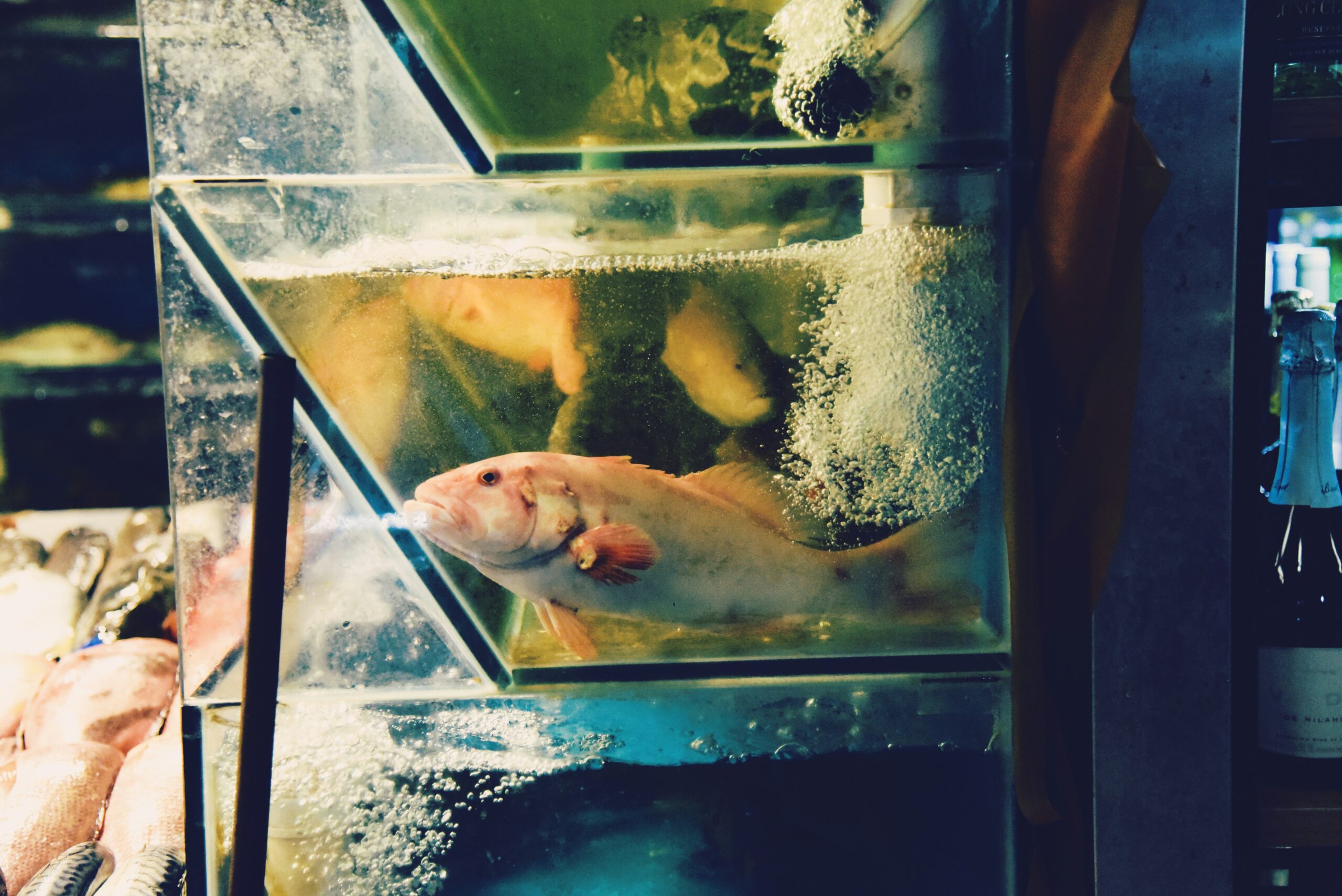 В ПетрГУ прессе показали, как исследуют рыбу и корма