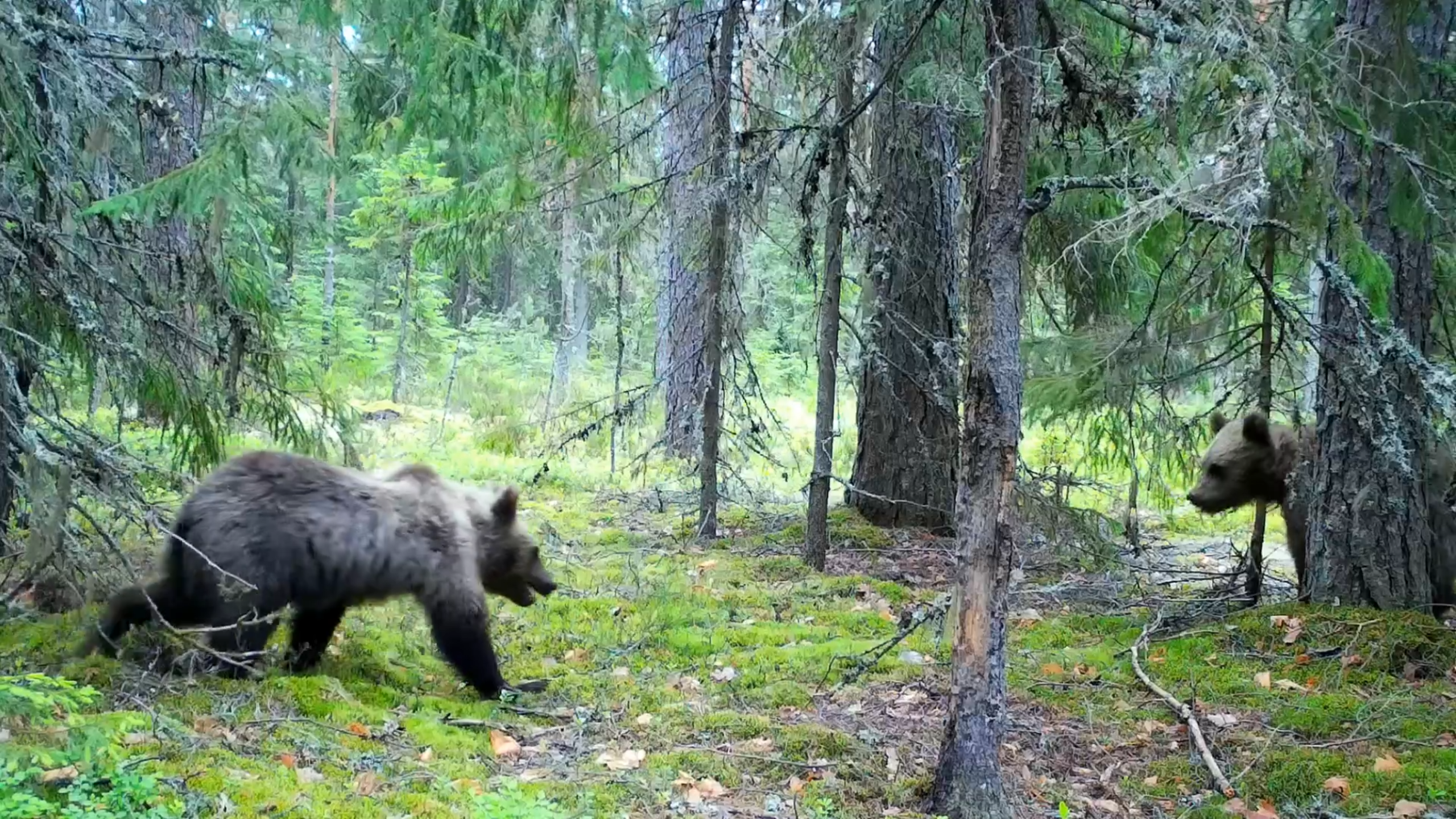 Медвежьи игры попали в объектив фотоловушки в Нижне-Свирском заповеднике