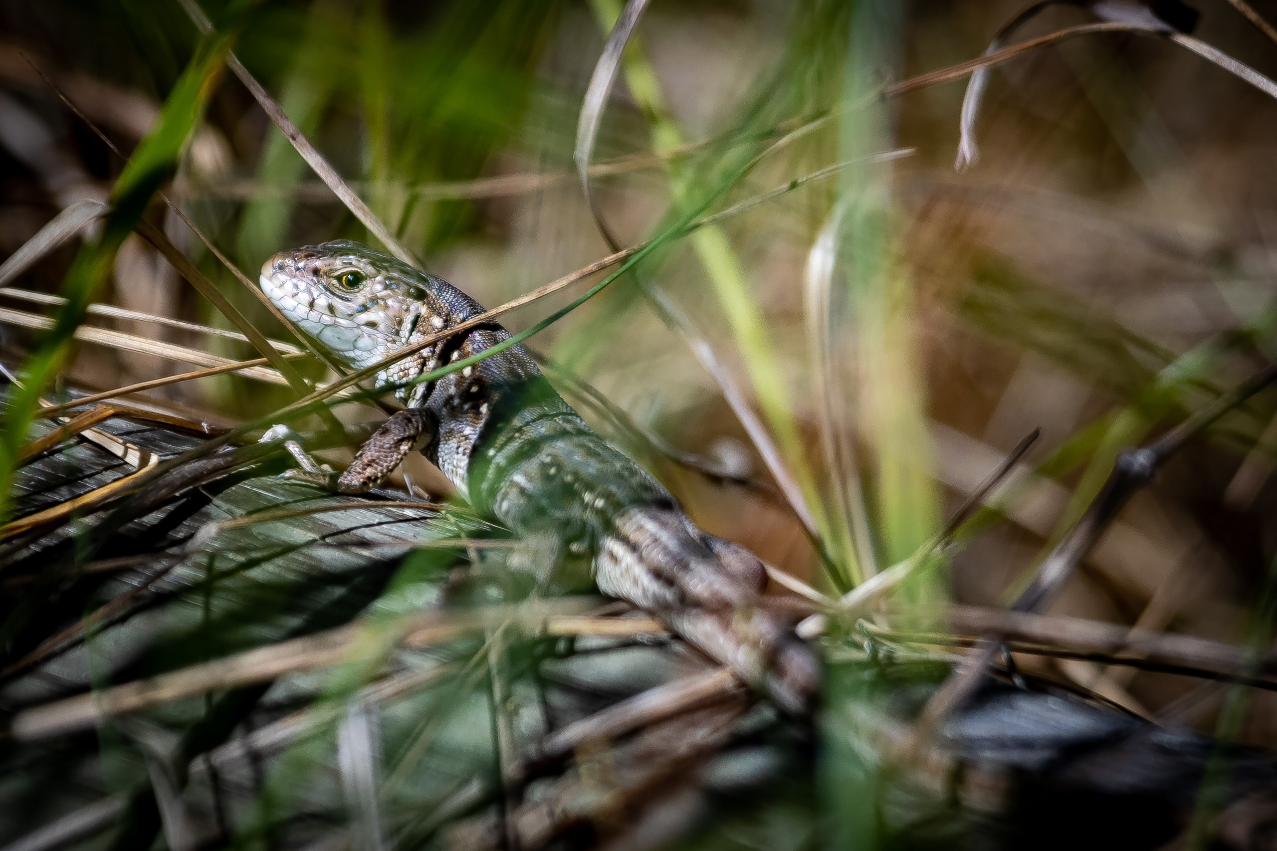 В Олонецком заказнике обнаружена новая группа прыткой ящерицы