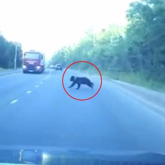 Косолапое семейство заметили под Петрозаводском