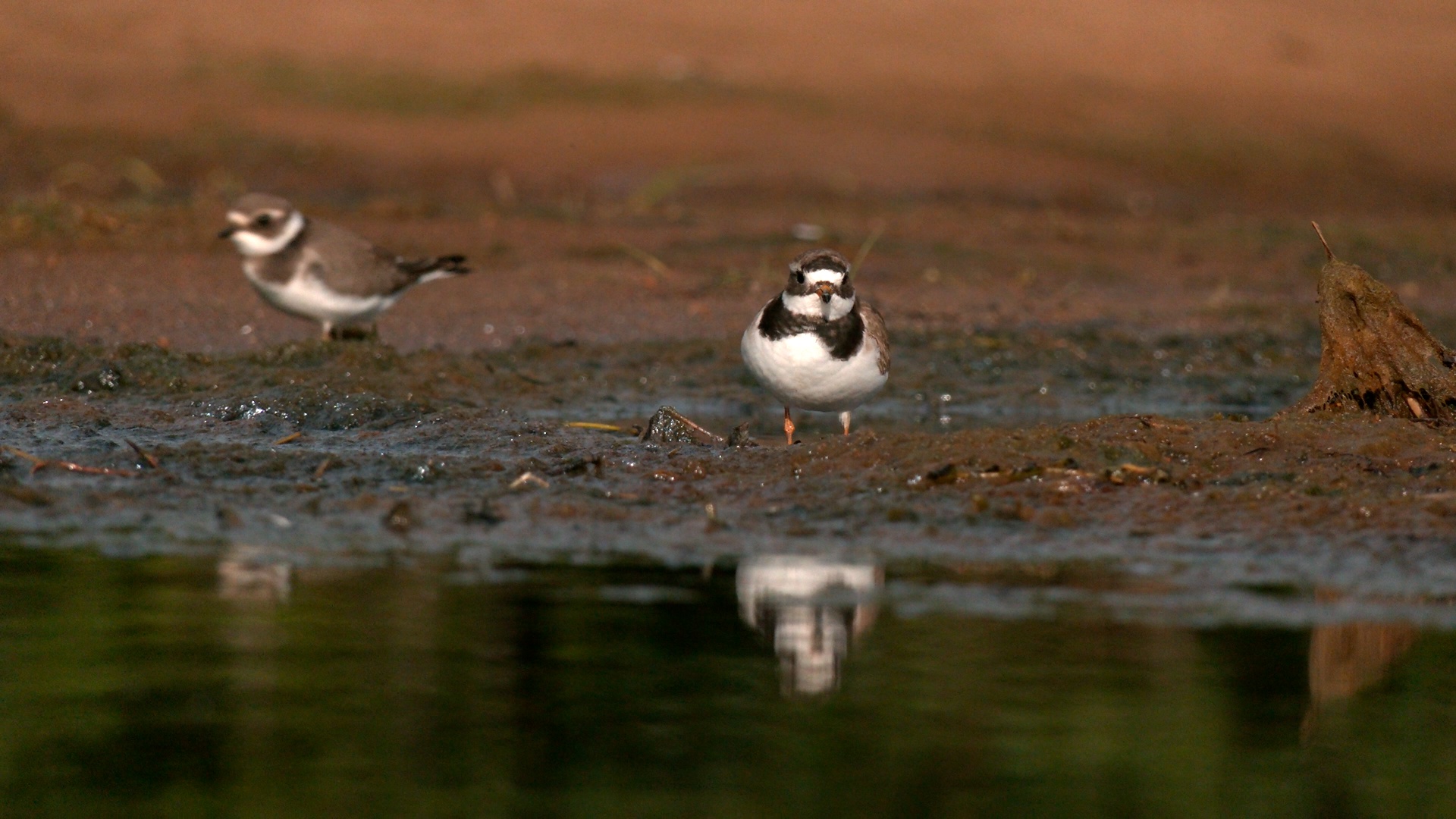 На южном побережье Финского залива заметили редкого кулика