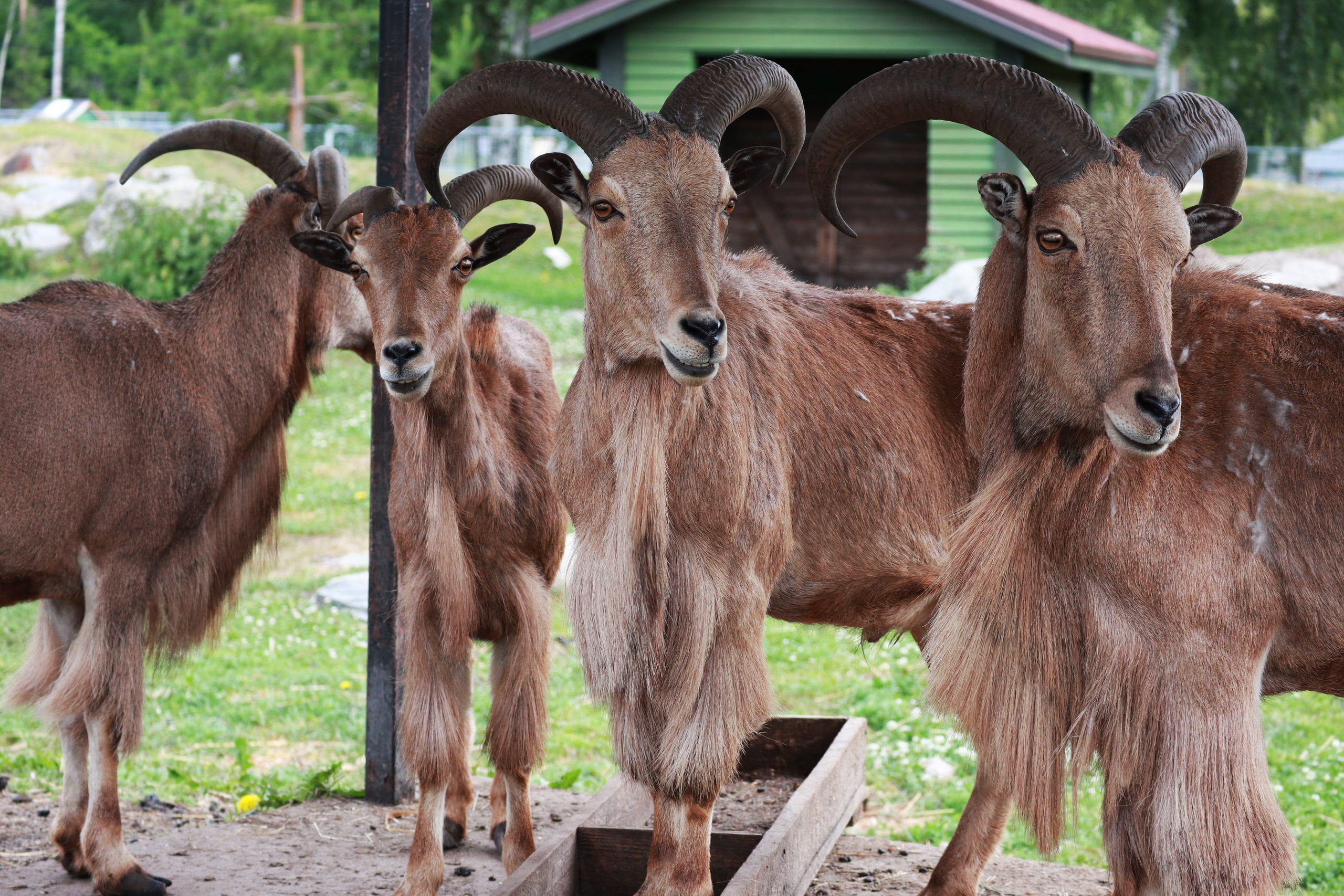 Редкого обитателя пустынь Северной Африки можно увидеть в Карелии