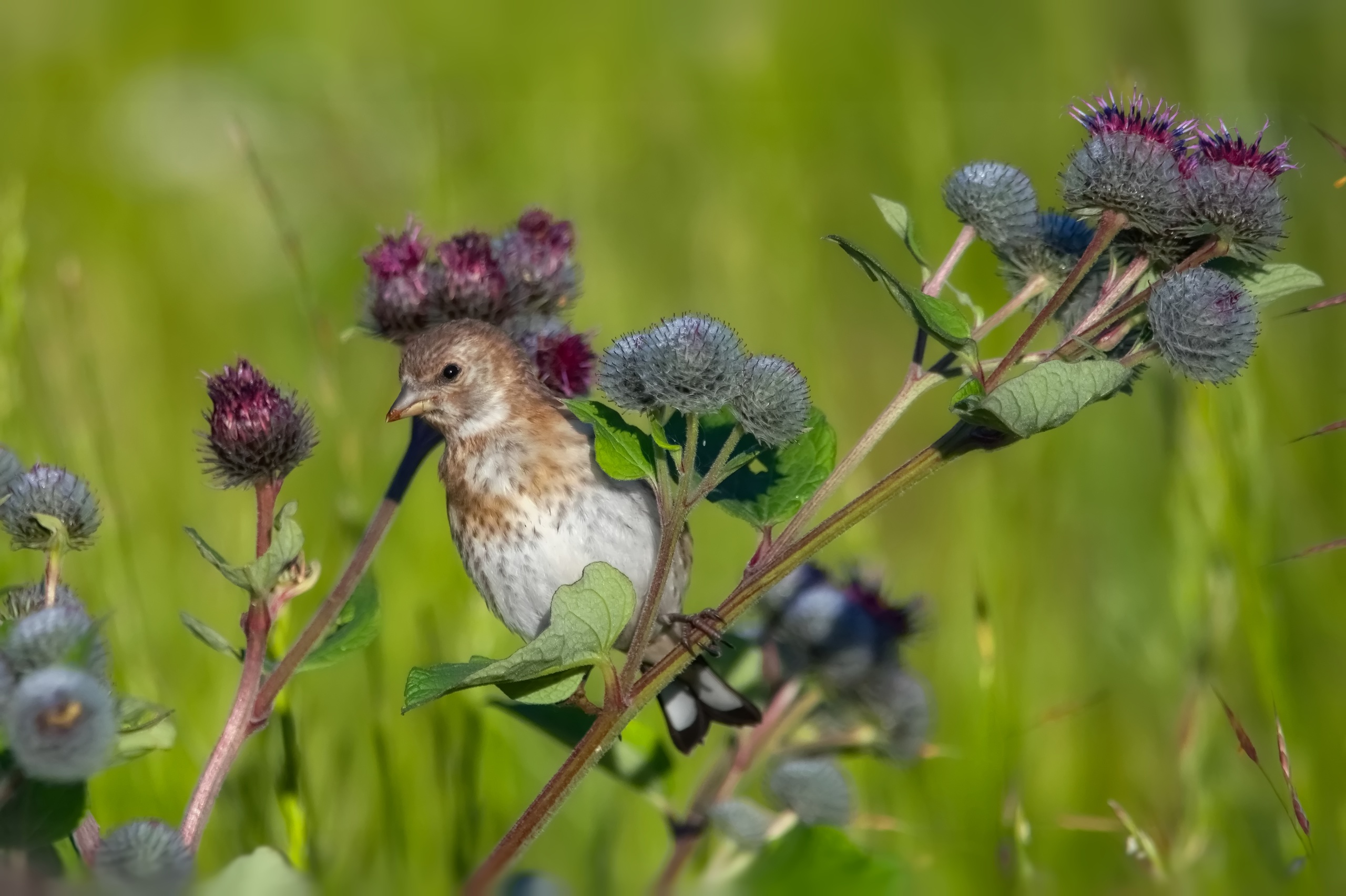 Ученый рассказал, как помочь выпавшему из гнезда птенцу