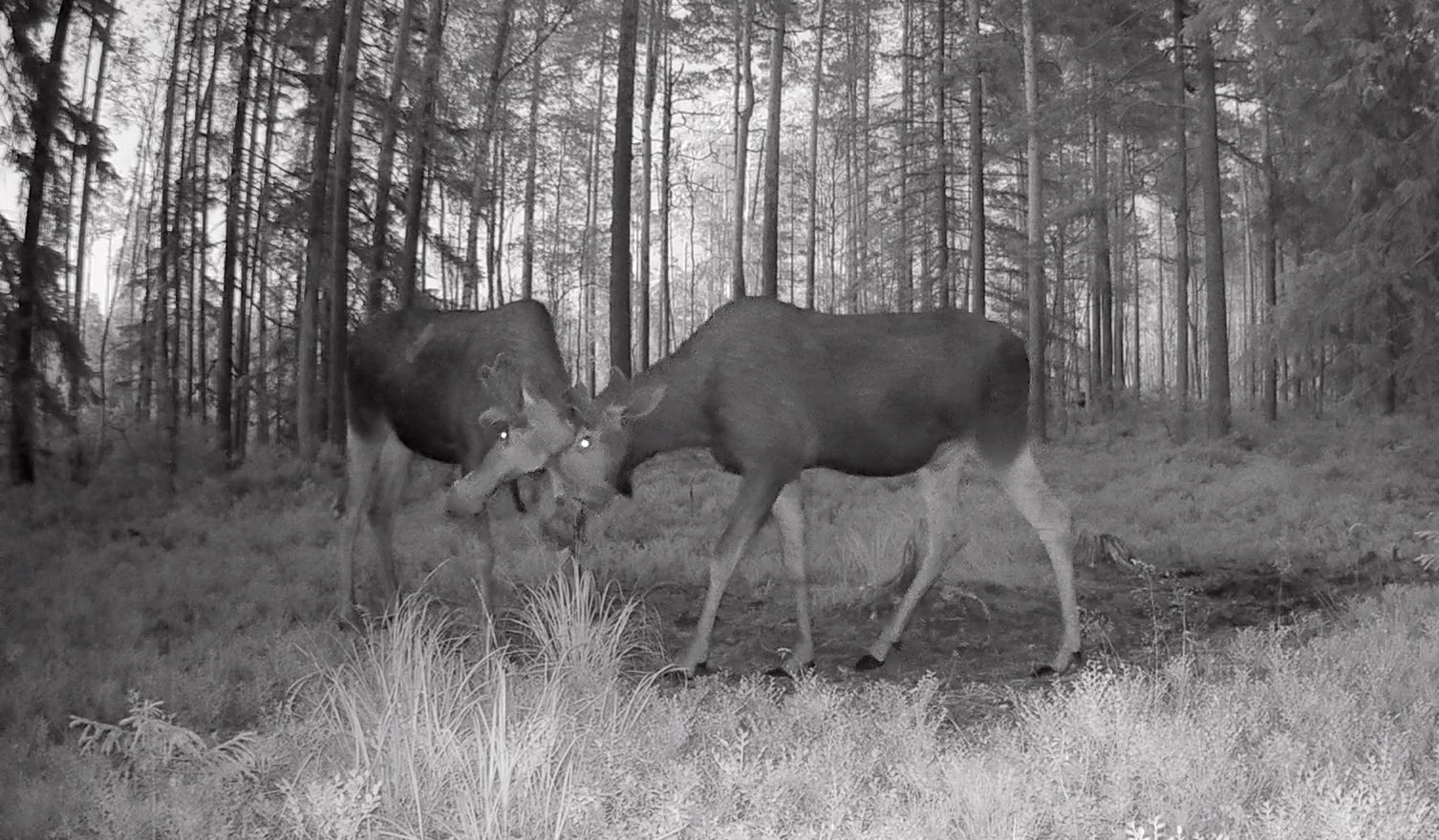 Сохатые начали сражаться за право продолжить род