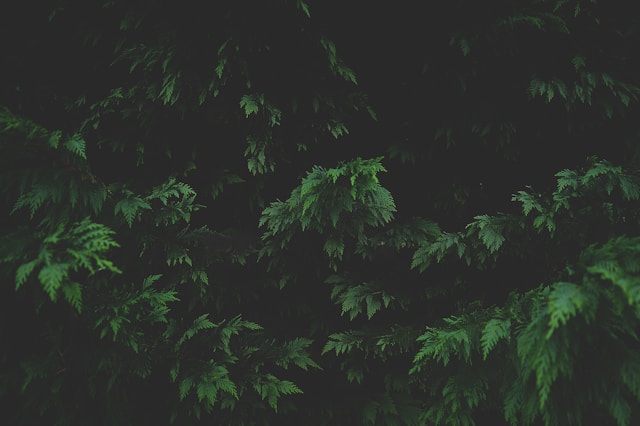 Пьяная езда закончилась в кювете на даче в Сортавале