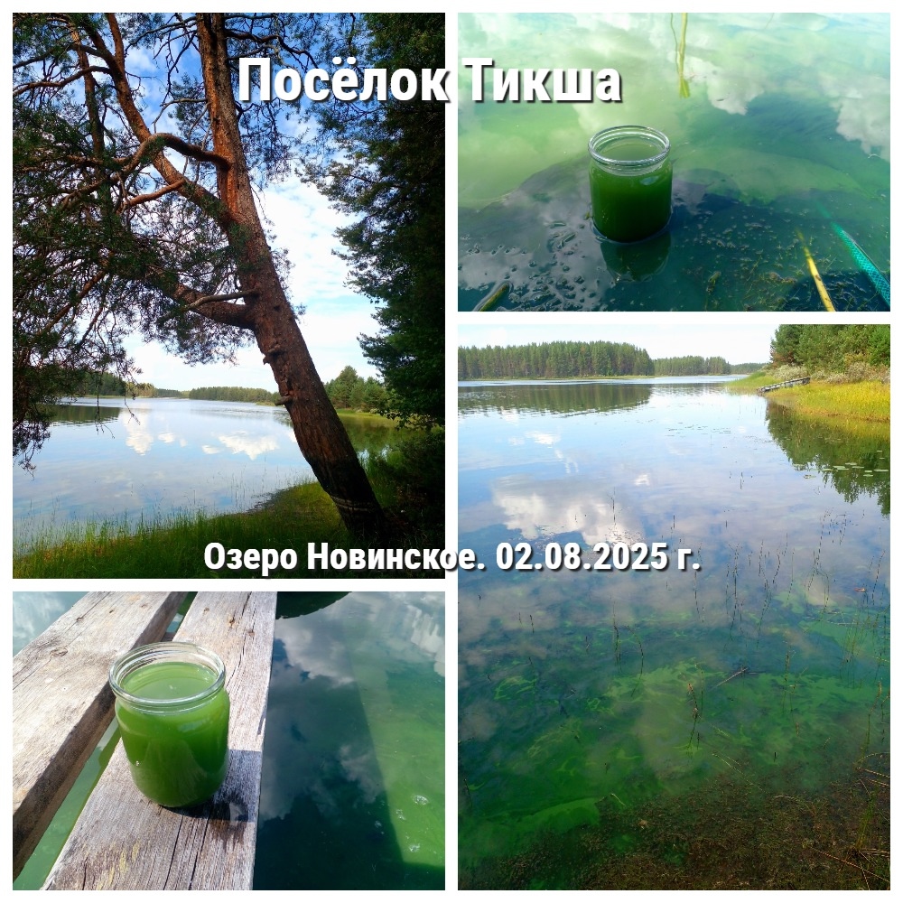 Жители Муезерского района возмутились зеленому озеру с запахом тухлой рыбы