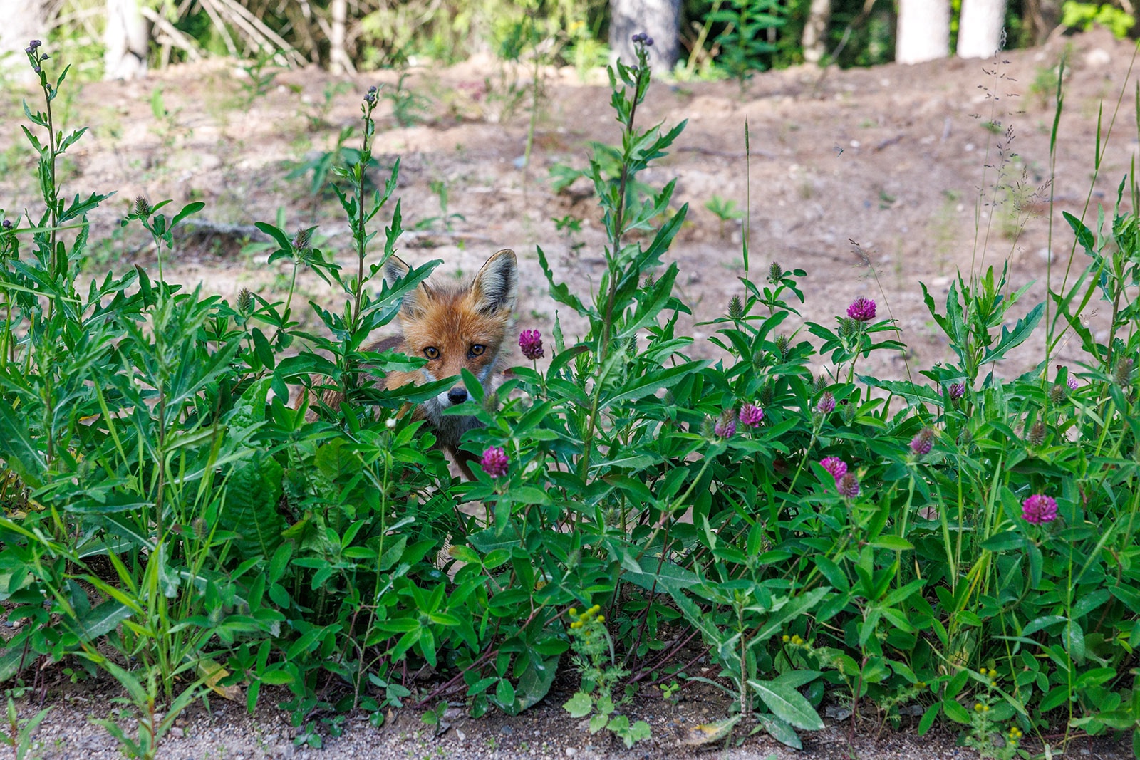 Работы по восстановлению леса проведут в Кемском районе