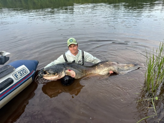 Ну и ну: в реке Волхов пойман сом длиной 2 метра