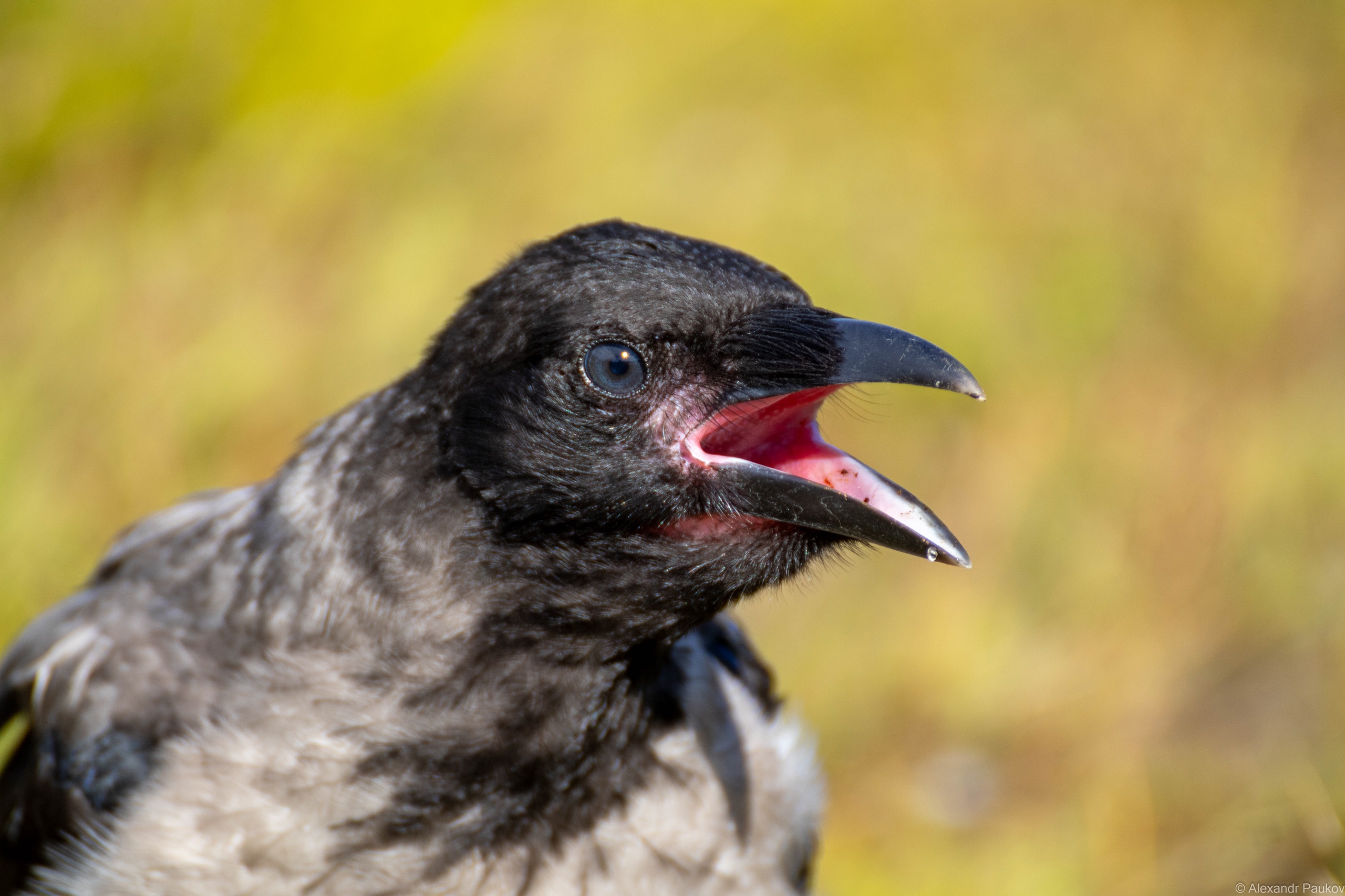 Дама в прозрачном одеянии шокировала пассажиров в городском троллейбусе