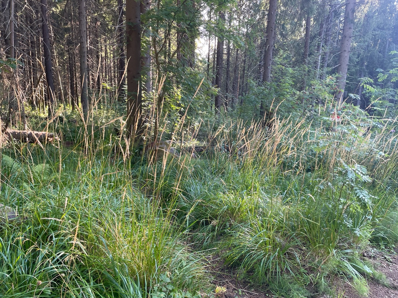 Повеявший осенью август финиширует летним теплом в Карелии