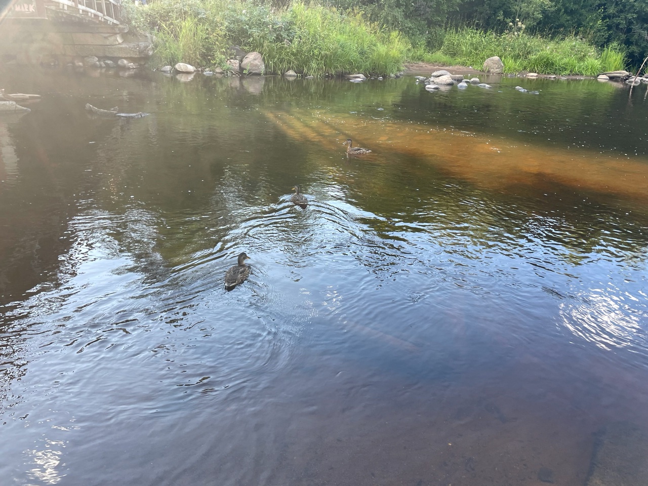 Вторник придет в Карелию под шепот дождя