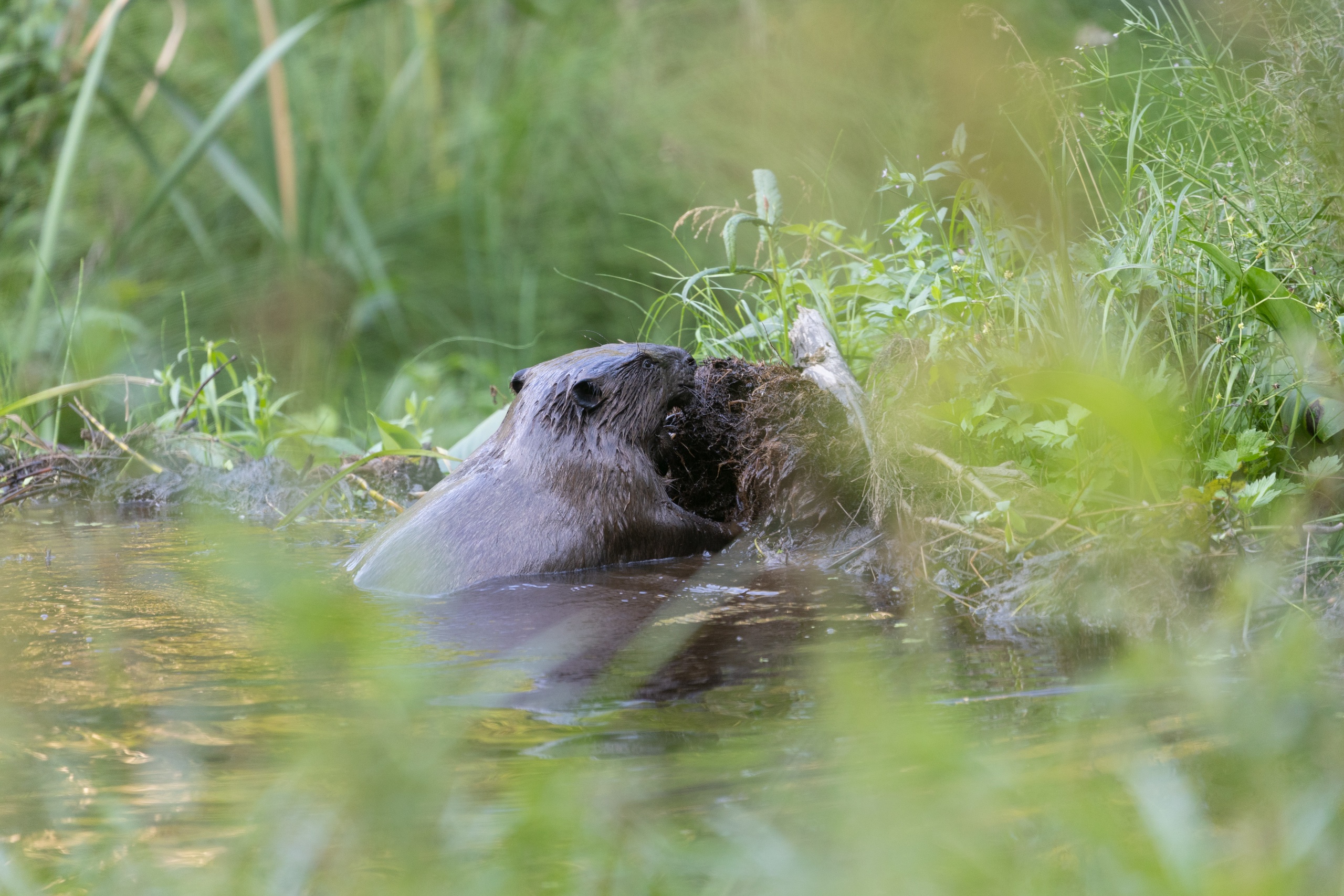 Стало известно, как бобры меняют экосистему