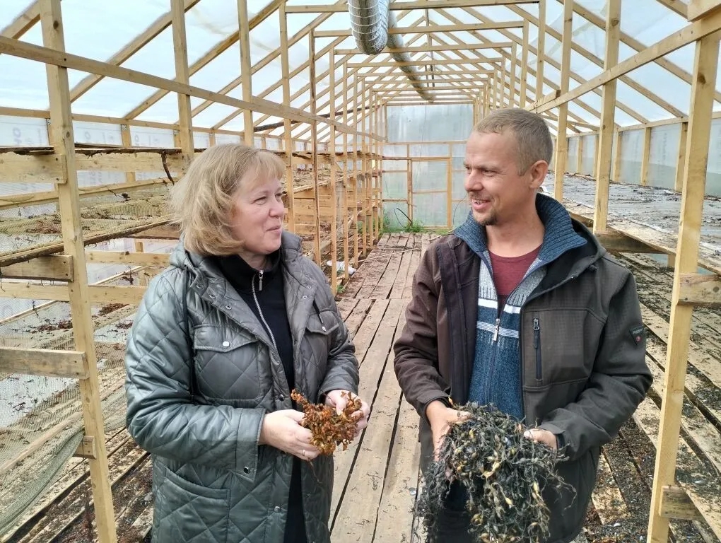 В Карелии планируется создать кооператив по заготовке и переработке морских водорослей