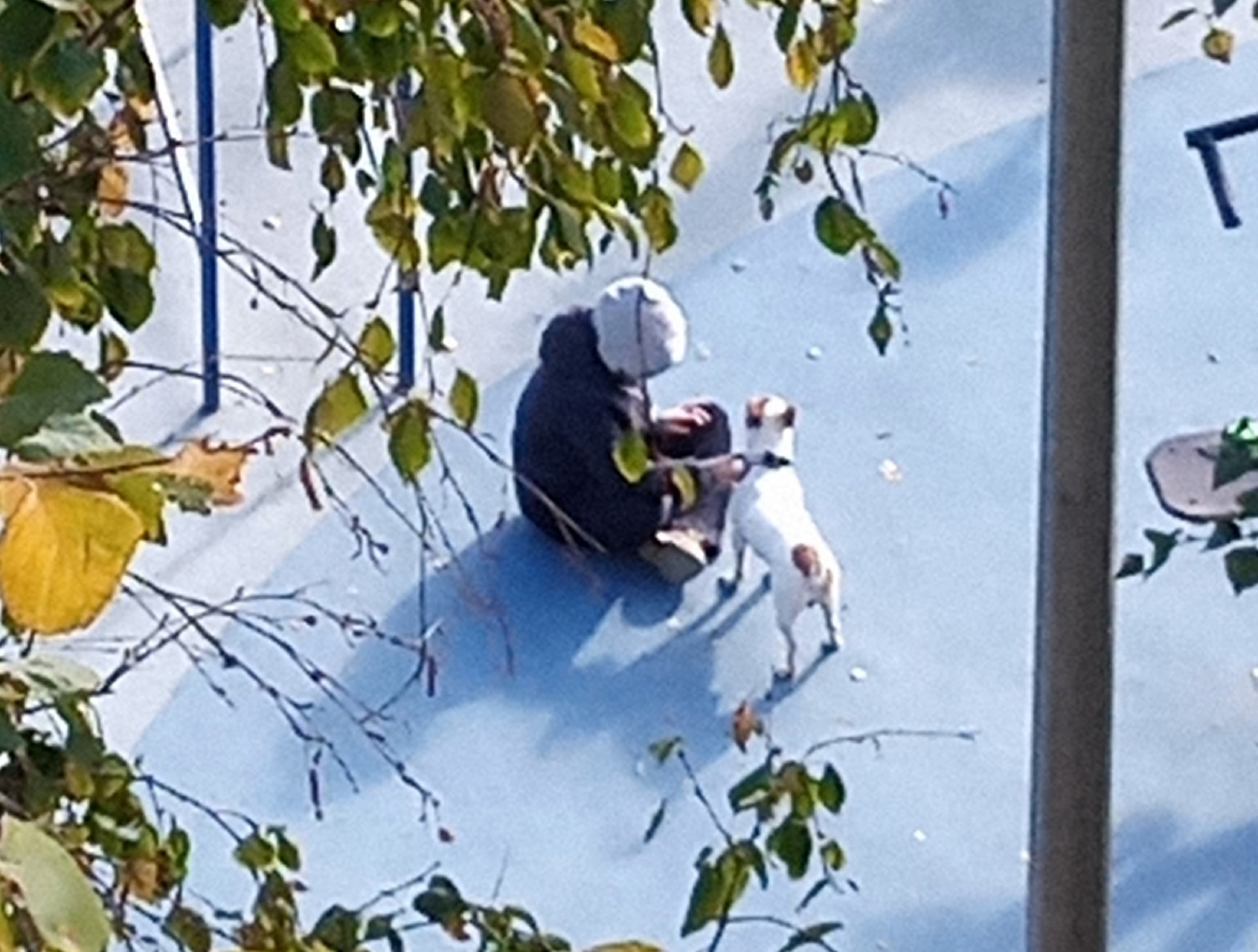 В Петрозаводске ребенок избил собаку на детской площадке