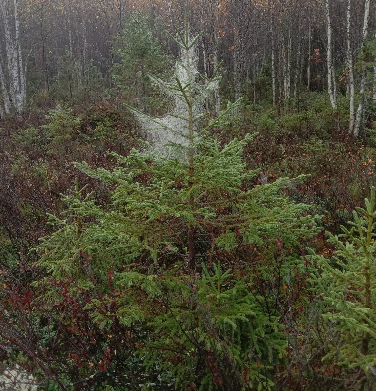 В лесах Карелии зафиксировали нашествие паутинных клещей