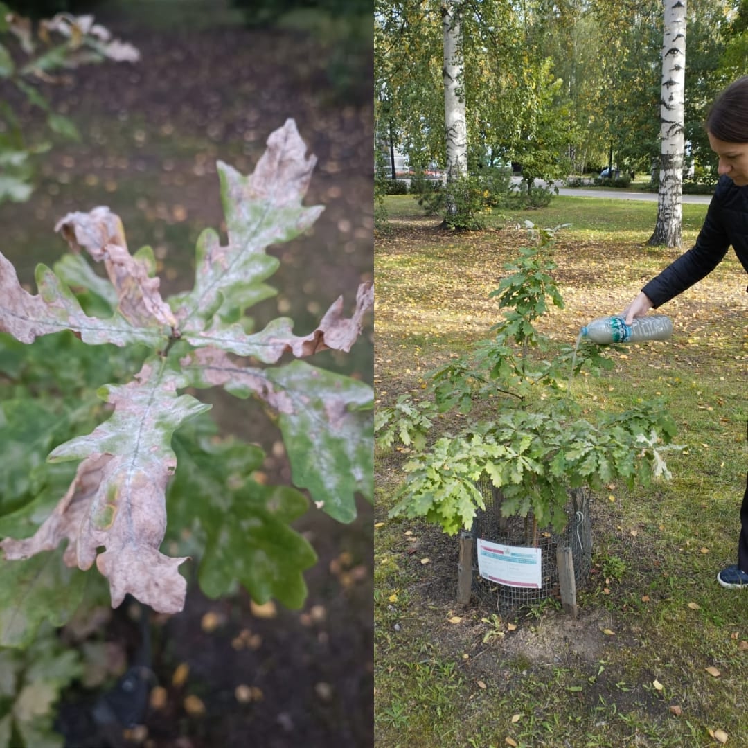 Исторические дубы Петра Великого в Петрозаводске спасают от мучнистой росы