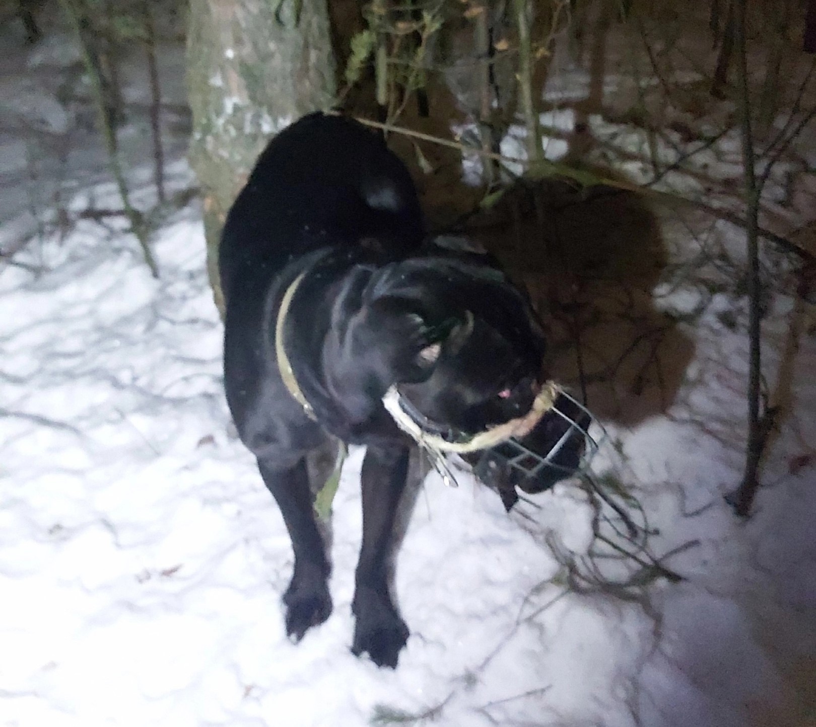 Наигравшиеся с питомцем хозяева привязали пса к дереву и оставили умирать