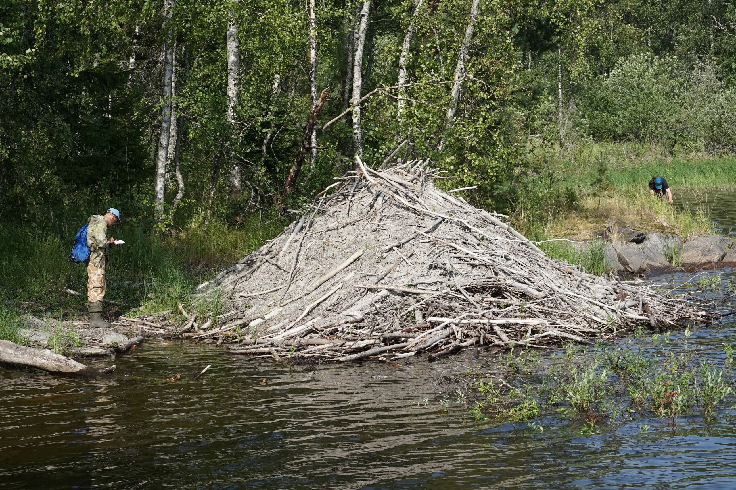 Ученый КарНЦ РАН сфотографировал бобровую хатку в Ладожских шхерах