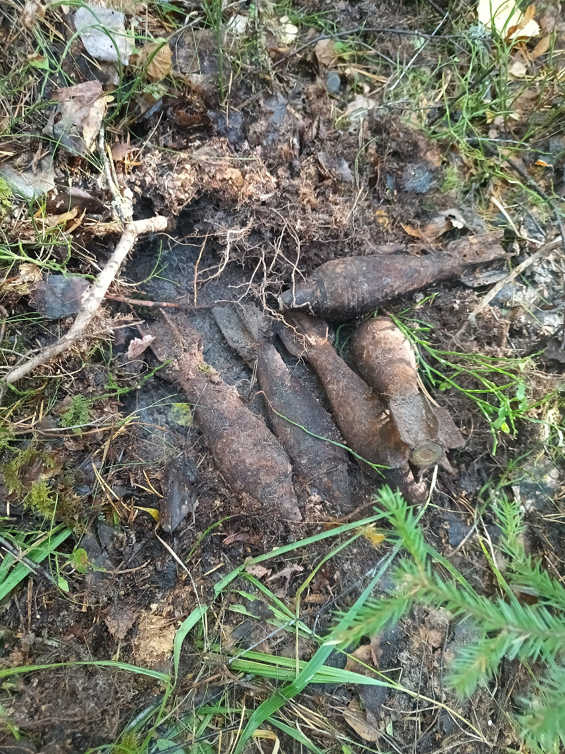 Поход за грибами для известного поисковика обернулся опасной находкой в одном из районов Карелии