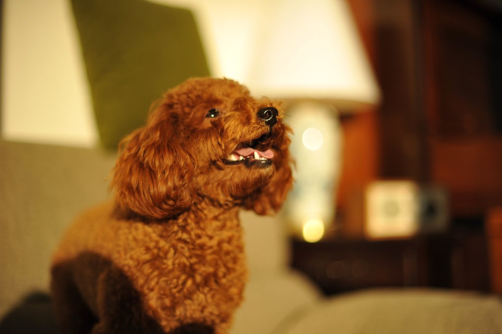 Жительницу Петрозаводска обманули на 44 тысячи рублей при покупке щенка