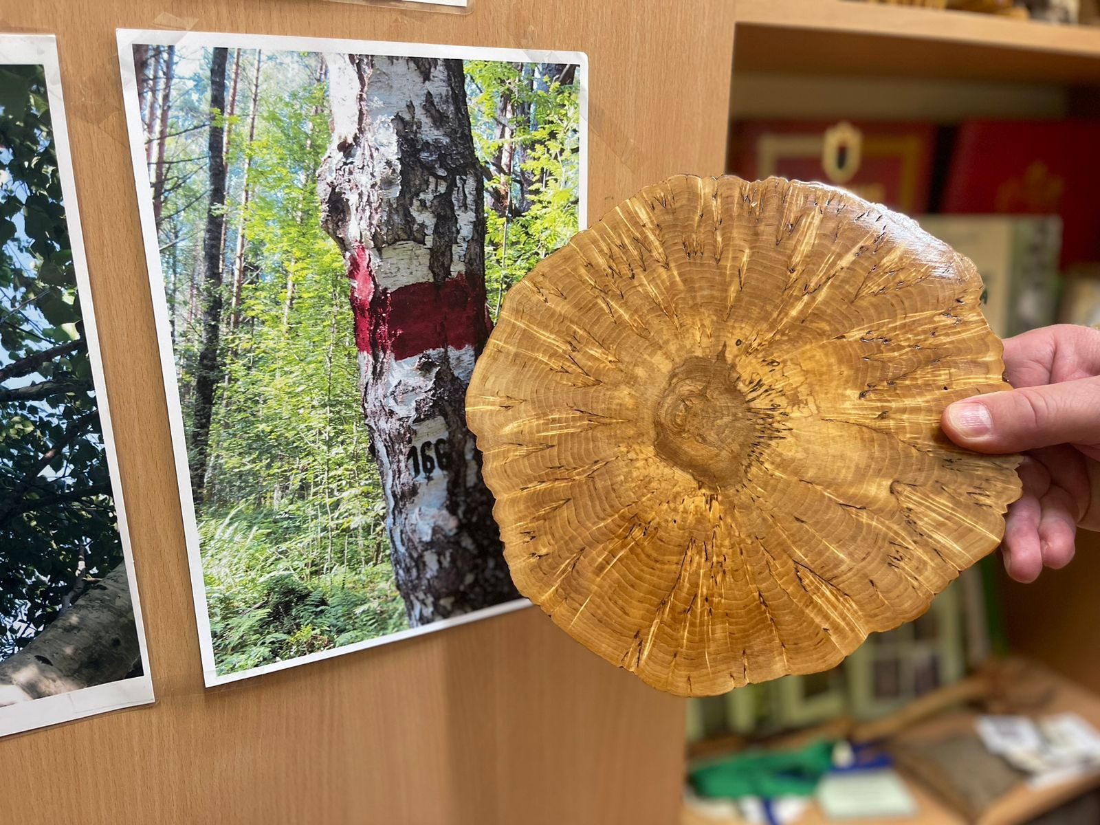 Минприроды Карелии планирует расширить посадки карельской березы через сеть питомников