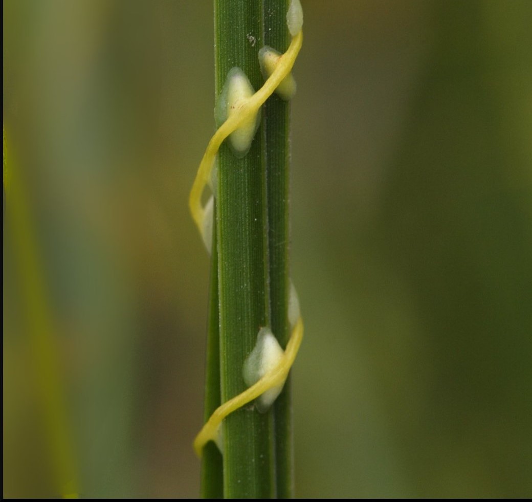 Опасные сорняки обнаружили в Медвежьегорском районе