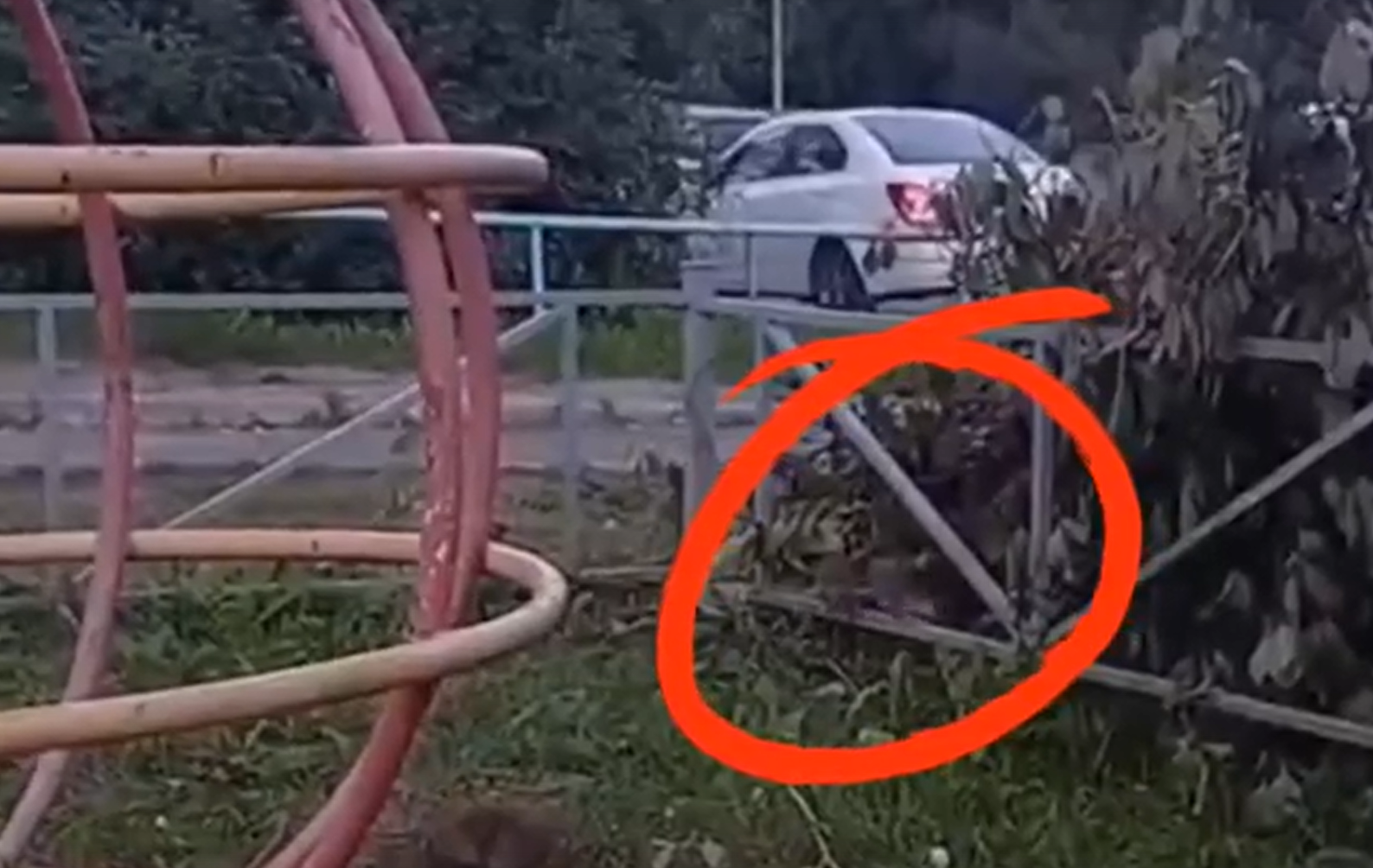 Грызуны осваивают новые территории на Кукковке